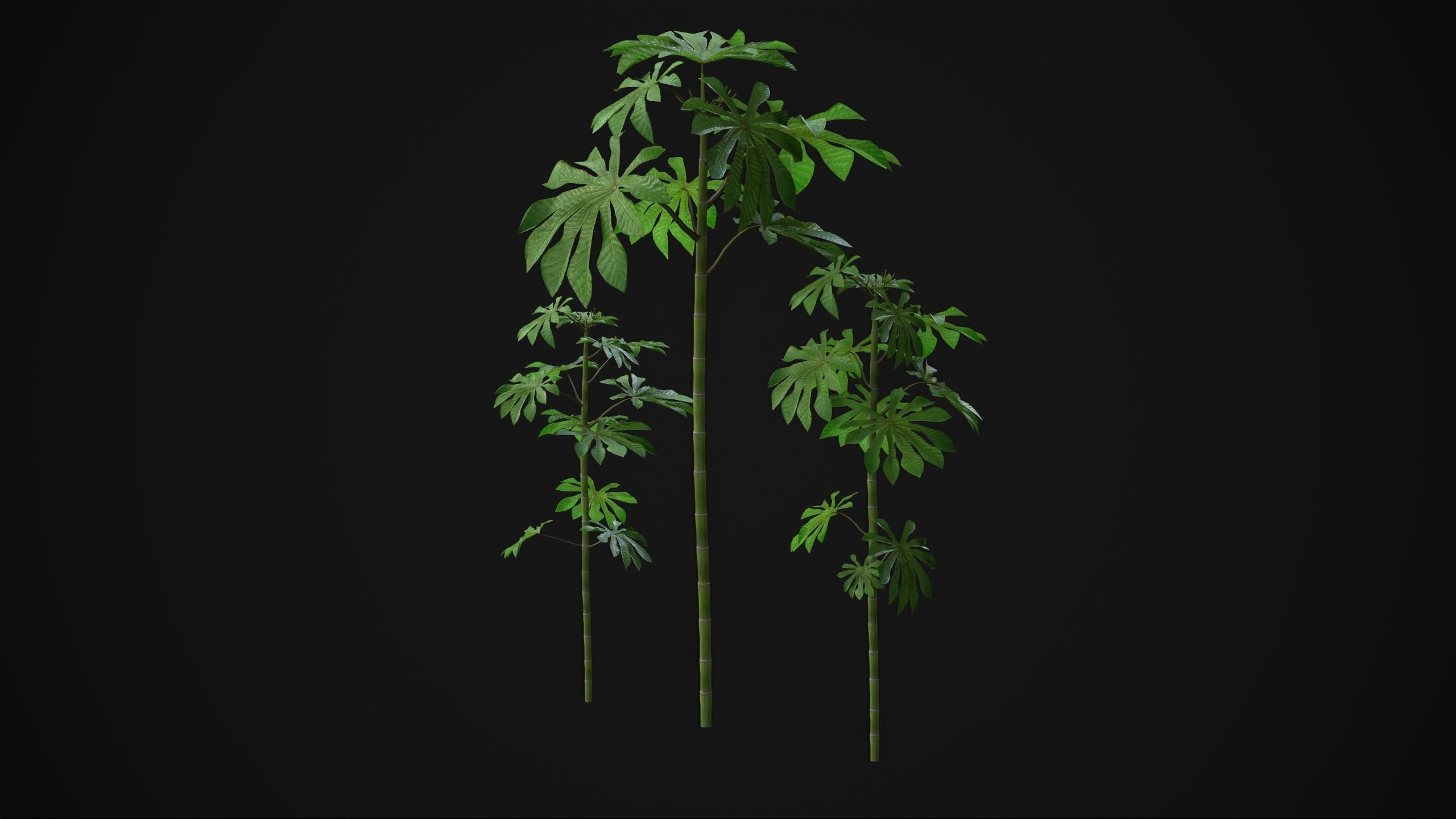 Cecropia Palmata - Grass Low-poly 3D model_9