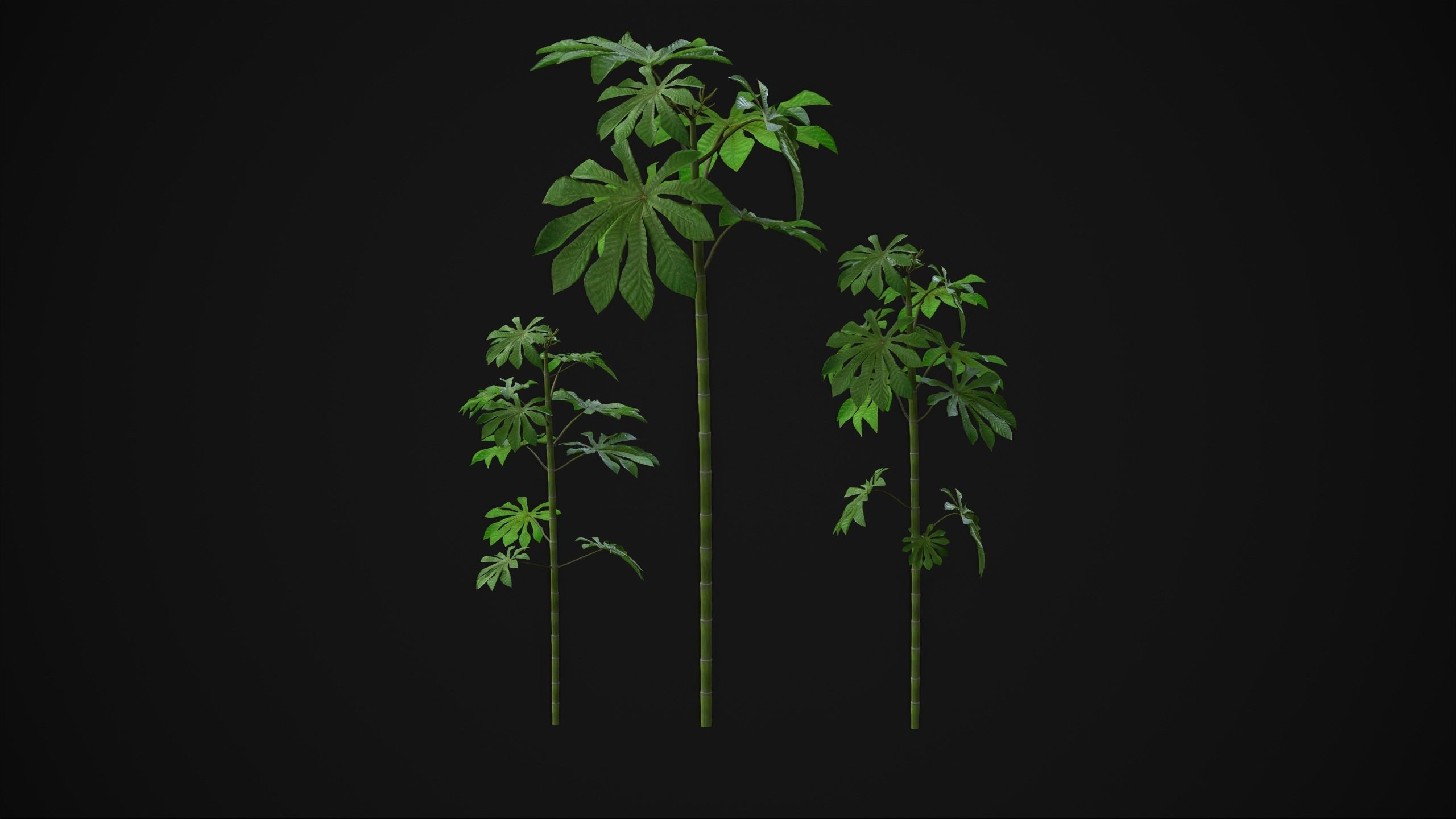 Cecropia Palmata - Grass Low-poly 3D model_11
