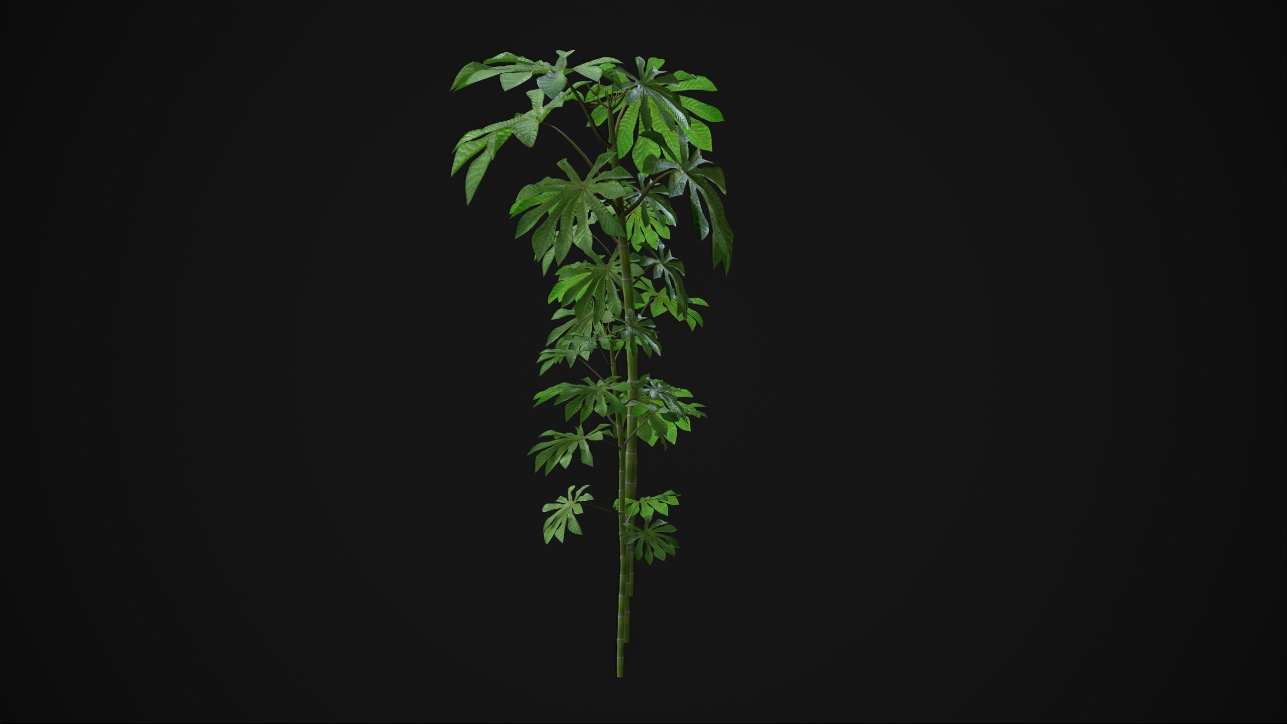 Cecropia Palmata - Grass Low-poly 3D model_16