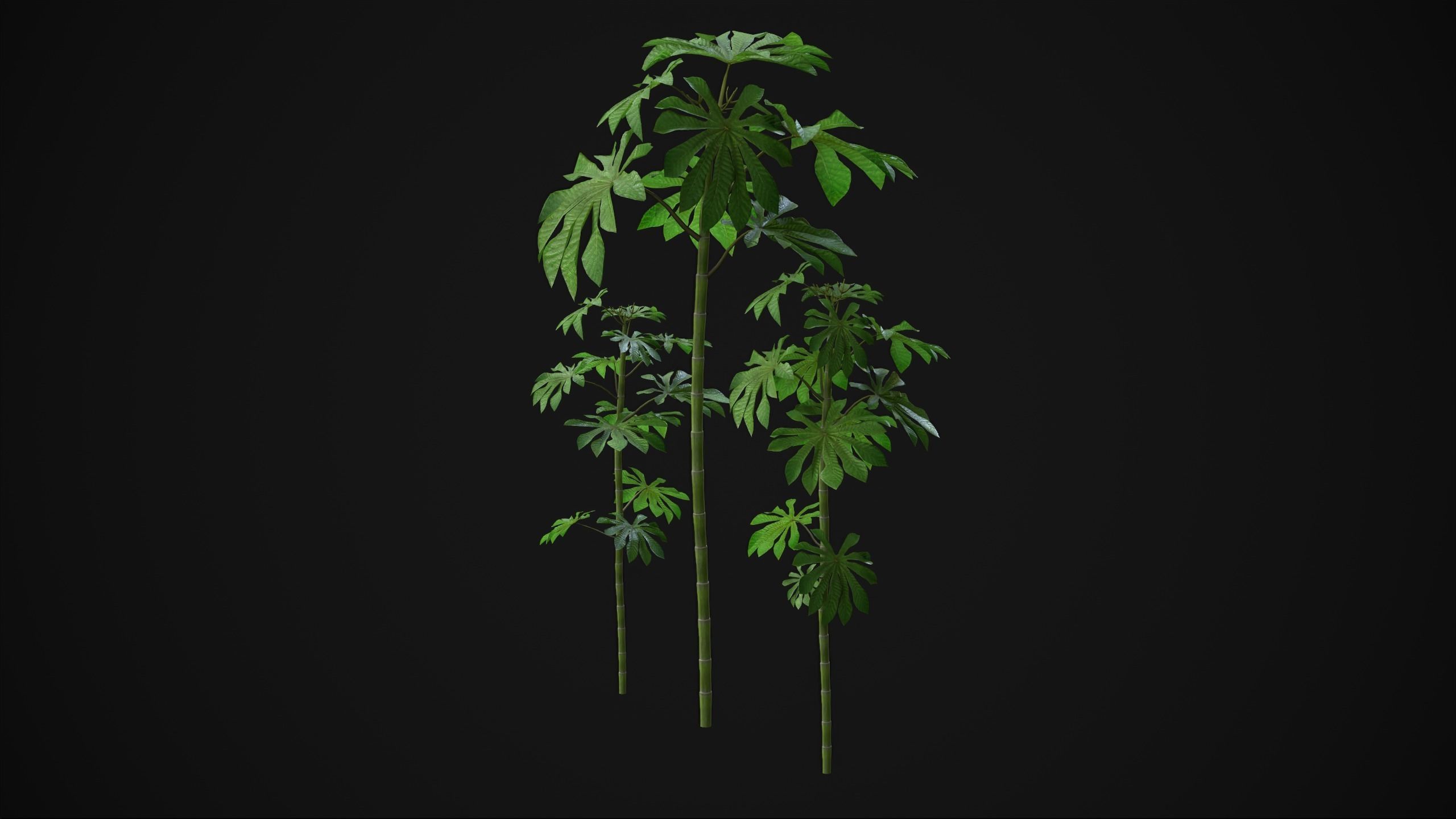 Cecropia Palmata - Grass Low-poly 3D model_8