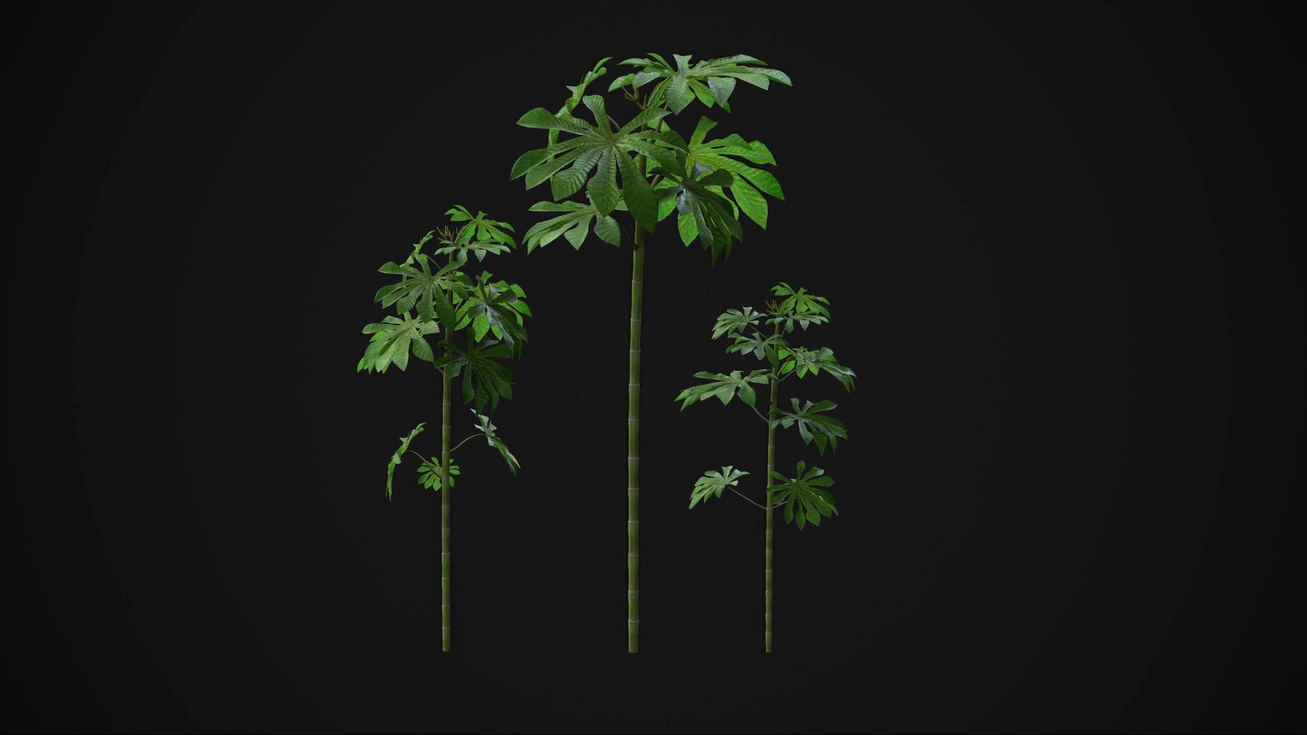 Cecropia Palmata - Grass Low-poly 3D model_21