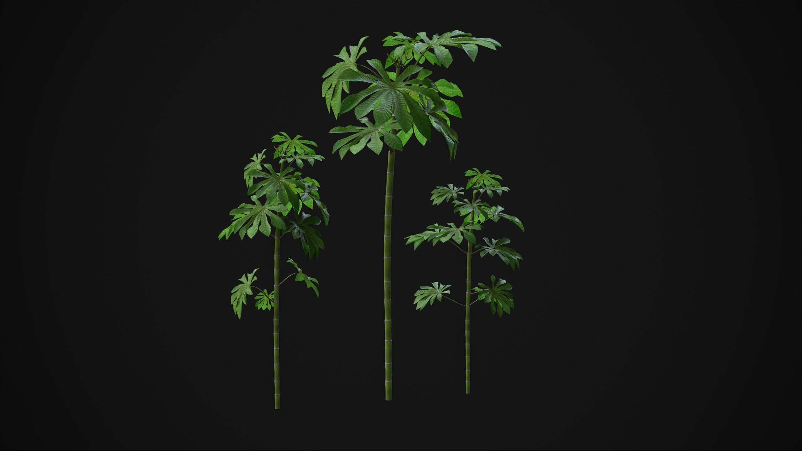 Cecropia Palmata - Grass Low-poly 3D model_2
