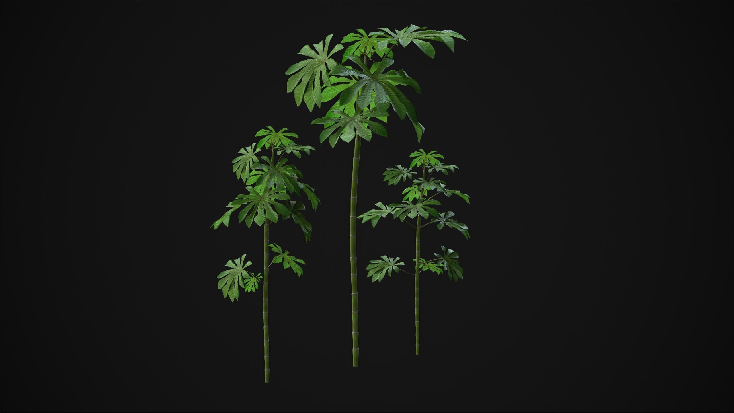 Cecropia Palmata - Grass Low-poly 3D model_3