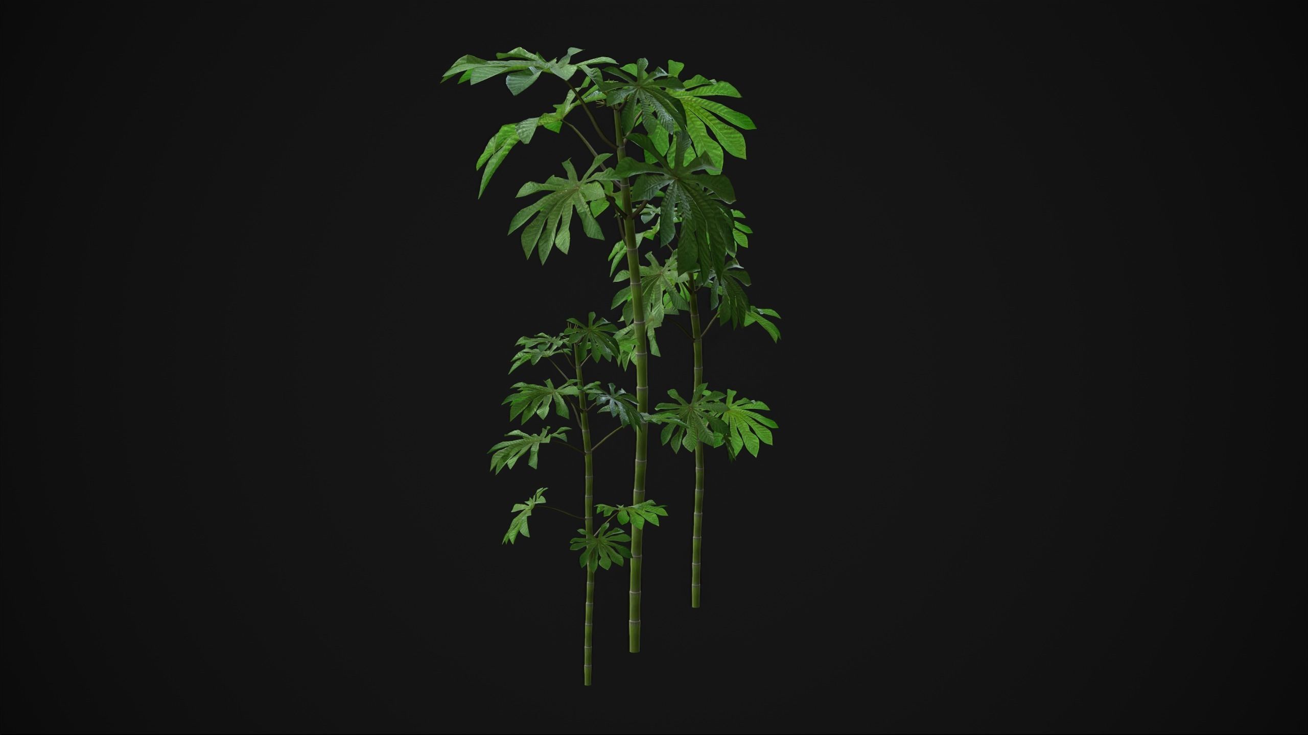 Cecropia Palmata - Grass Low-poly 3D model_15