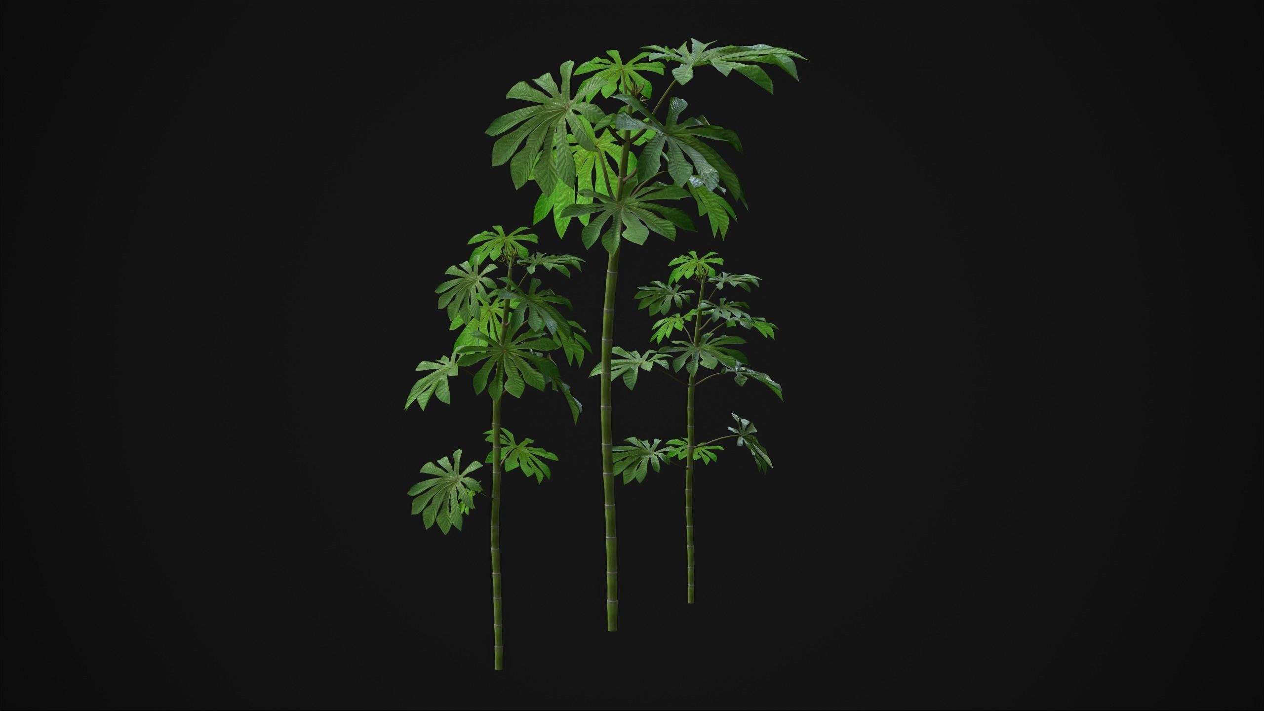 Cecropia Palmata - Grass Low-poly 3D model_4