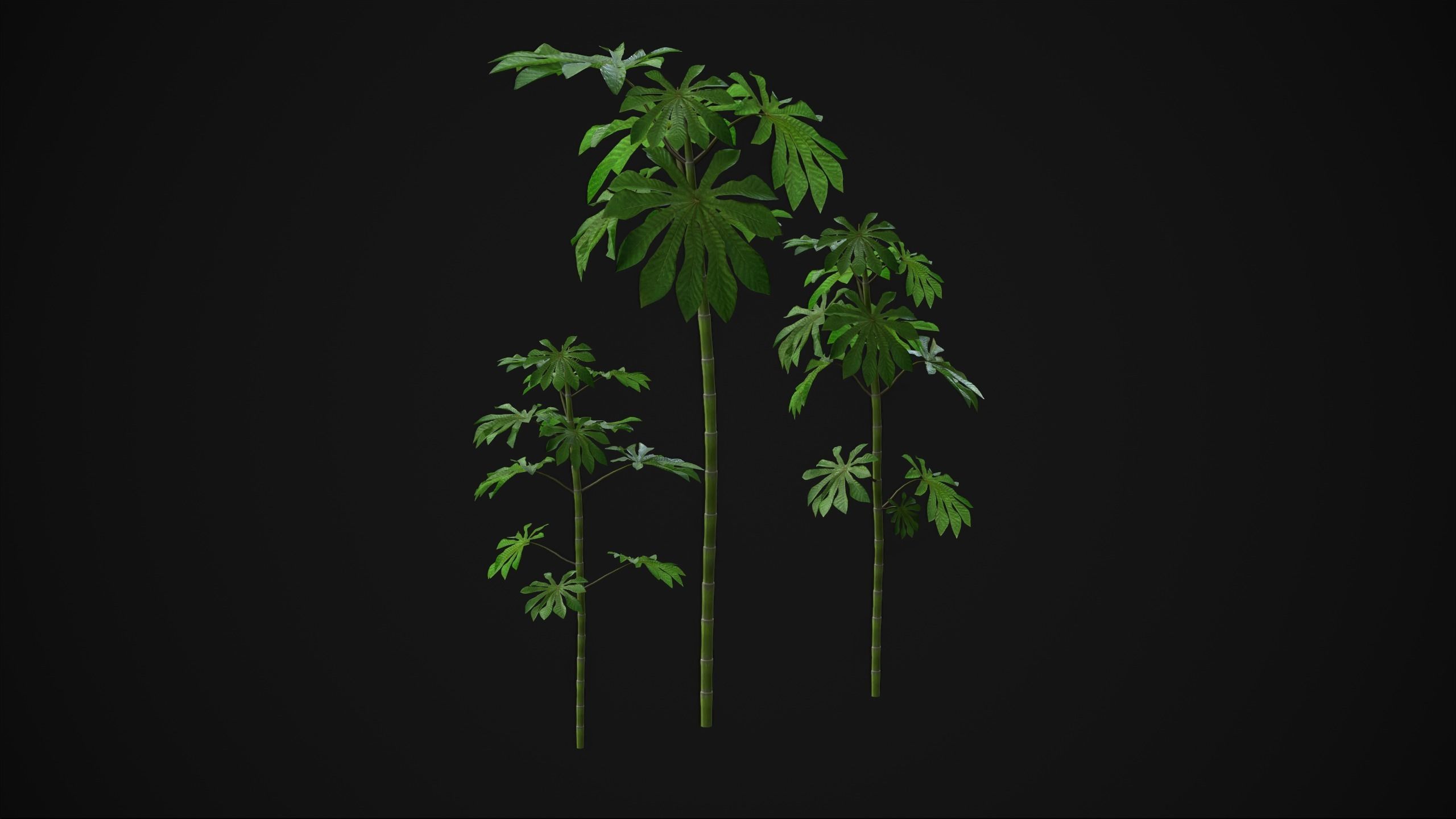 Cecropia Palmata - Grass Low-poly 3D model_13