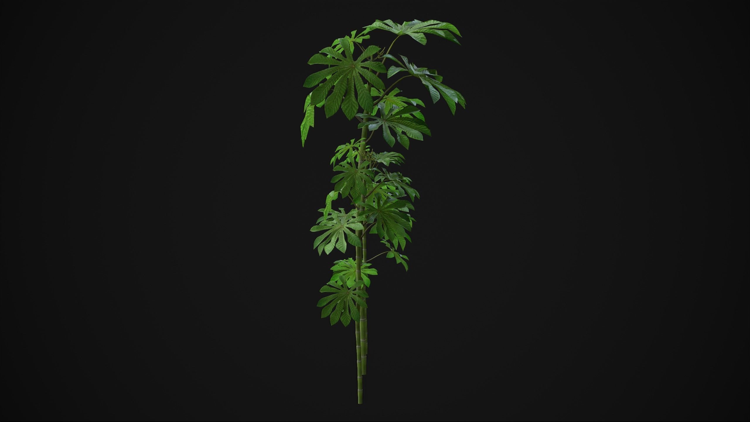 Cecropia Palmata - Grass Low-poly 3D model_6