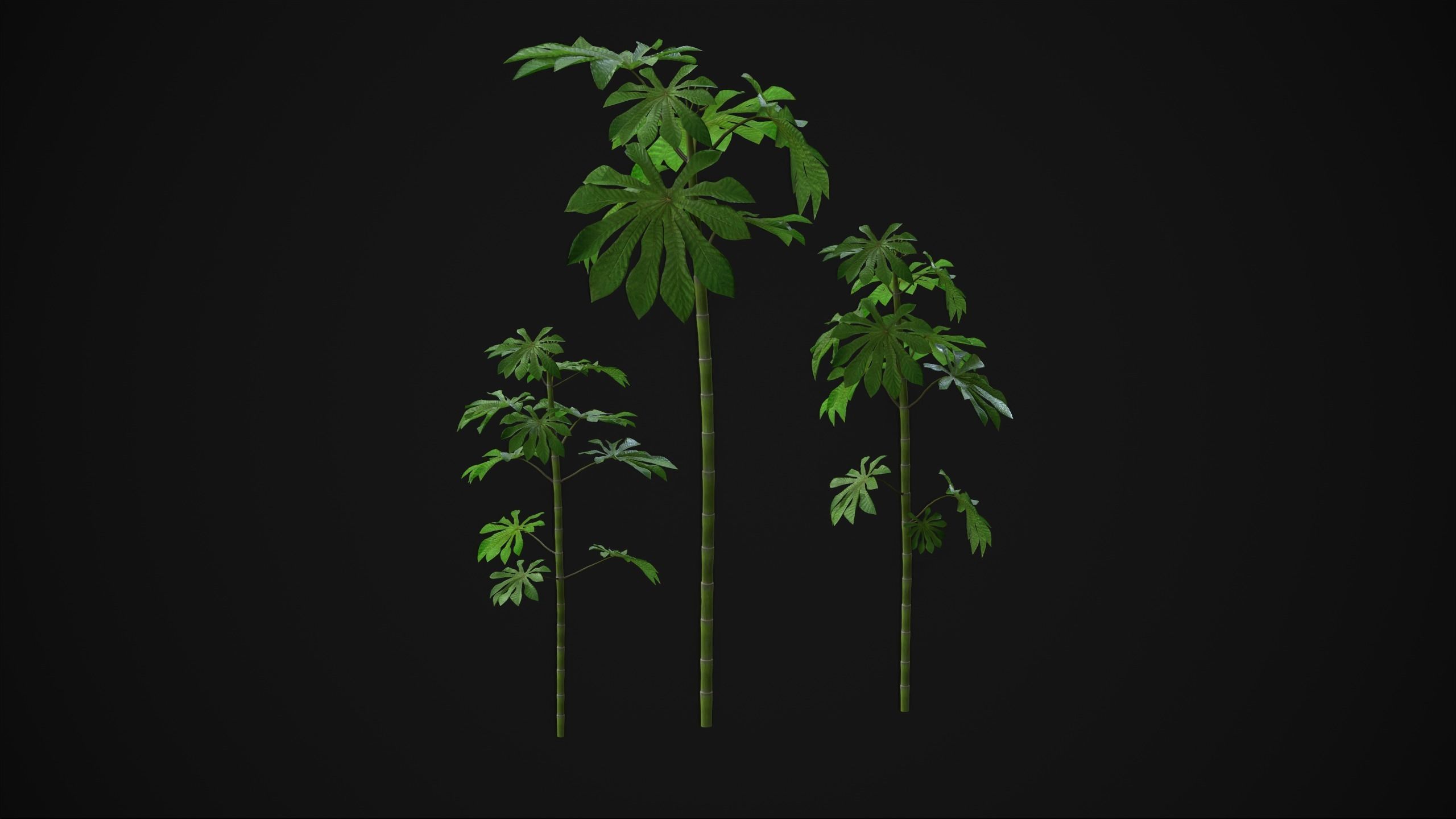 Cecropia Palmata - Grass Low-poly 3D model_12