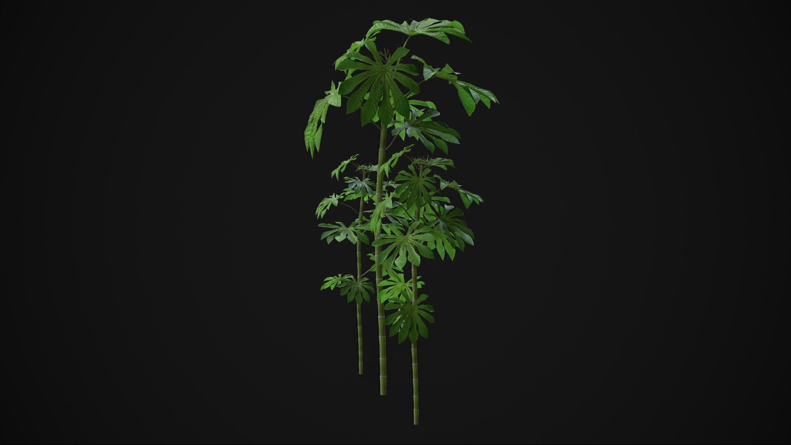 Cecropia Palmata - Grass Low-poly 3D model_7