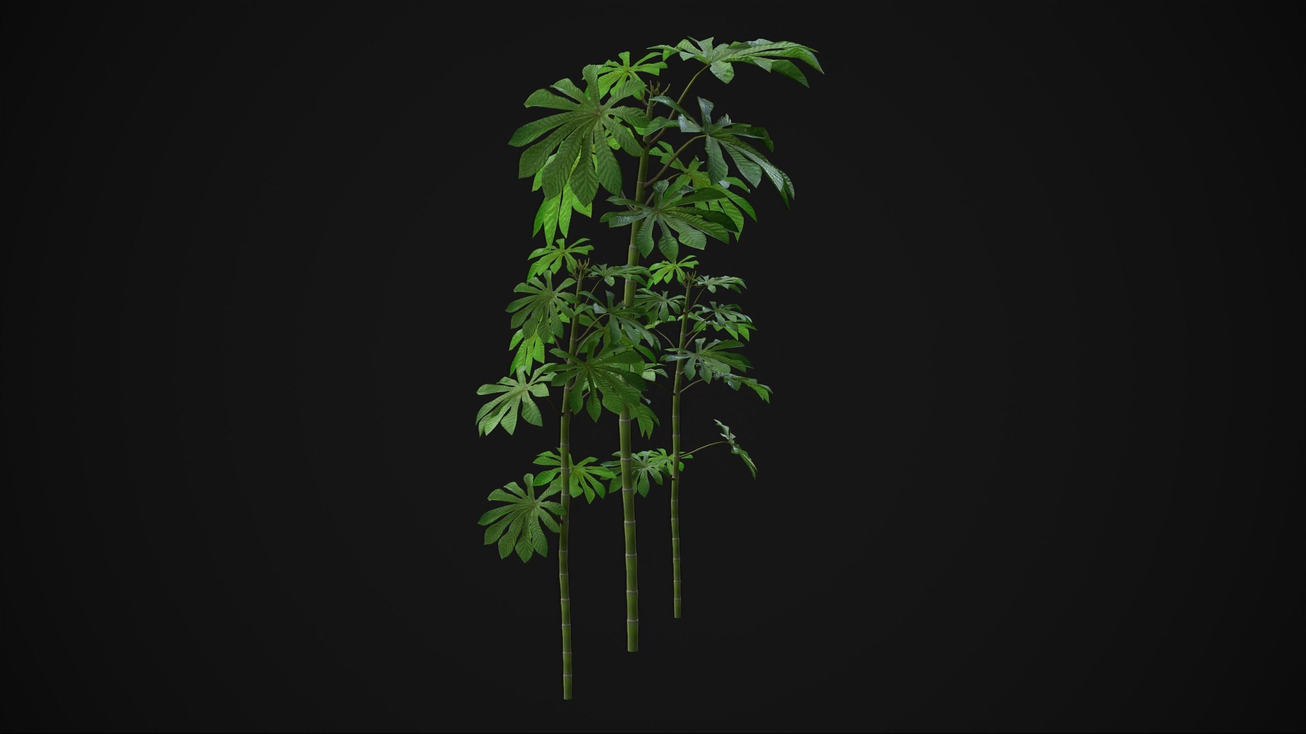 Cecropia Palmata - Grass Low-poly 3D model_5