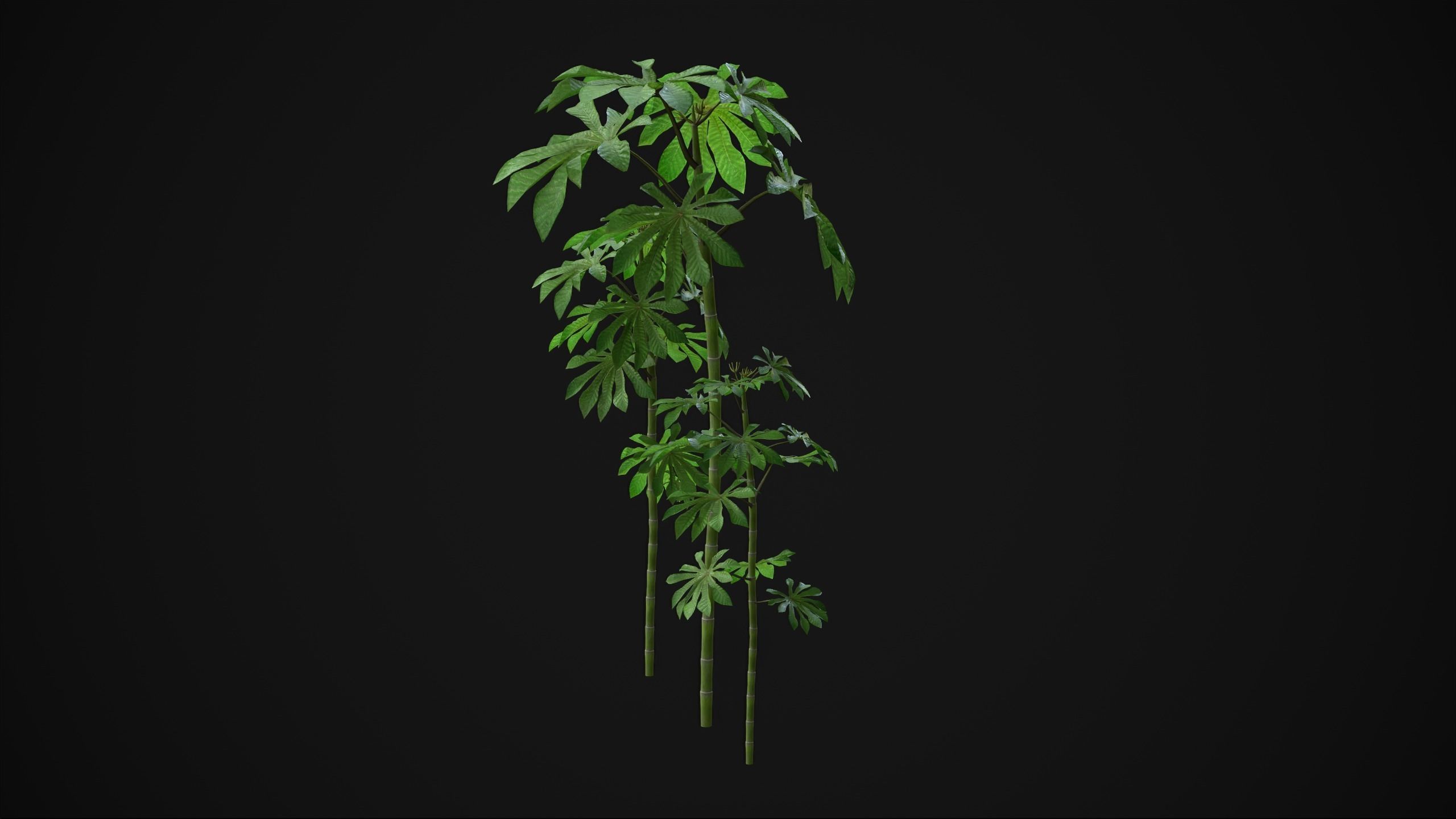 Cecropia Palmata - Grass Low-poly 3D model_17