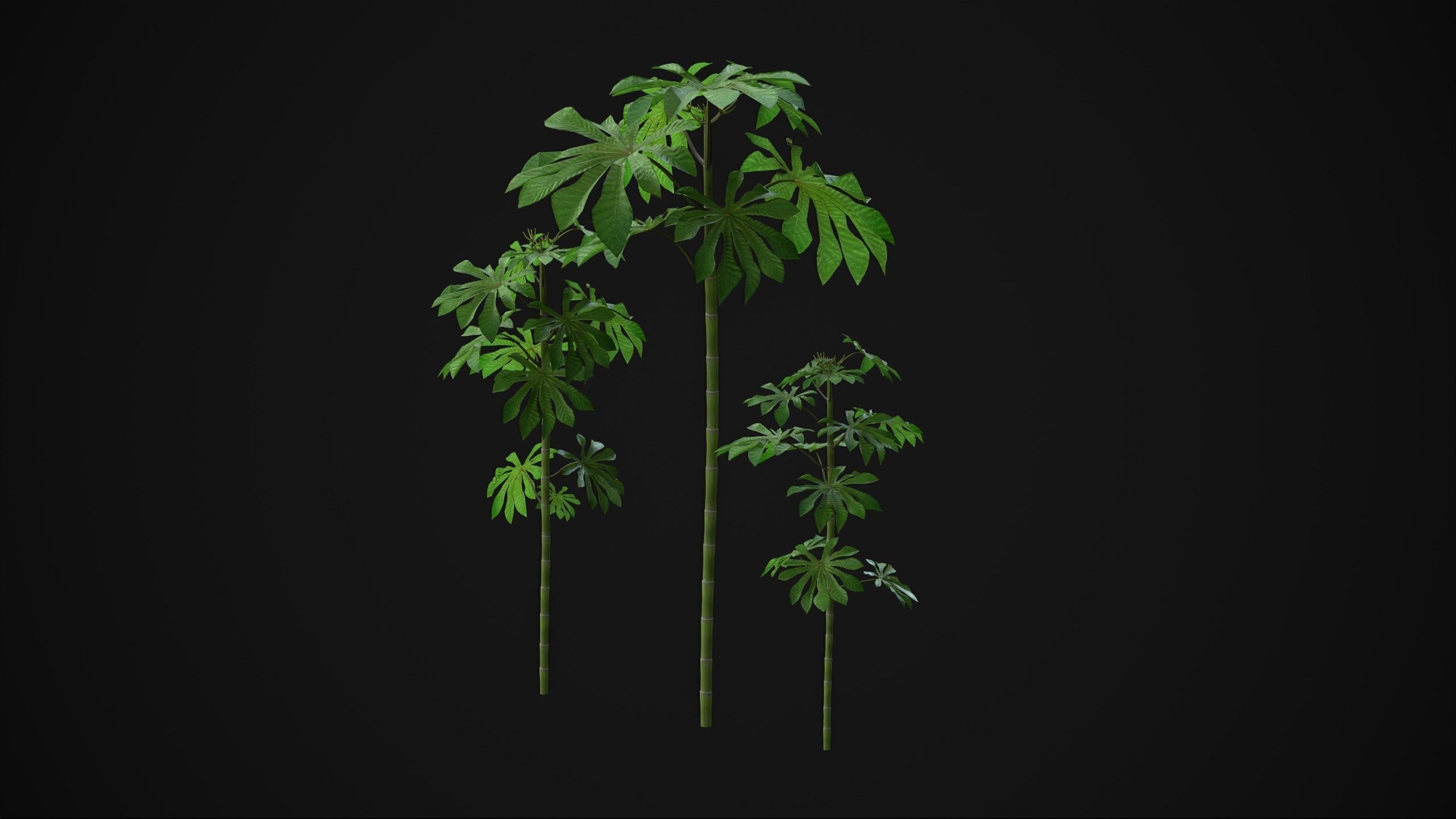 Cecropia Palmata - Grass Low-poly 3D model_19