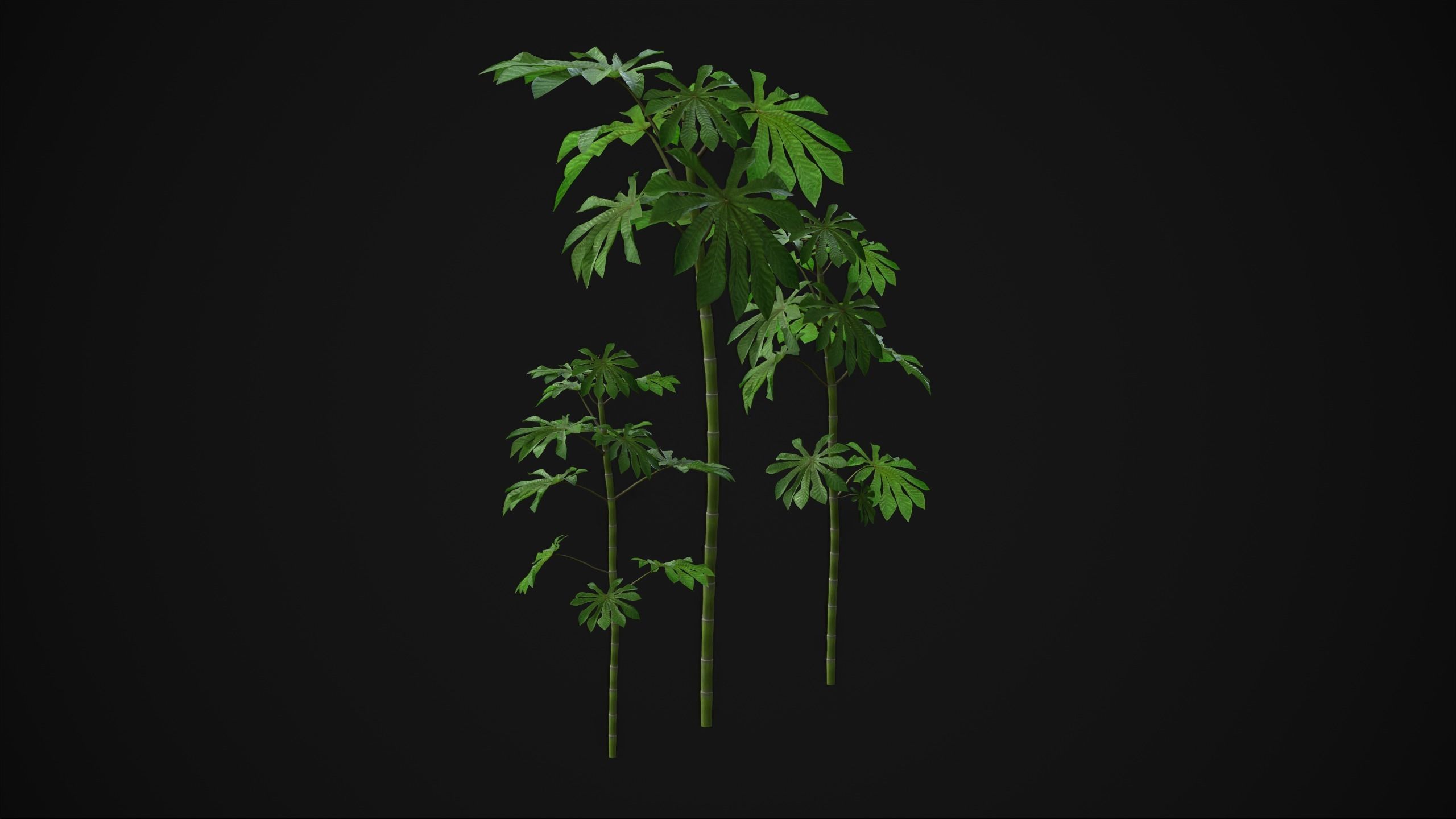 Cecropia Palmata - Grass Low-poly 3D model_14