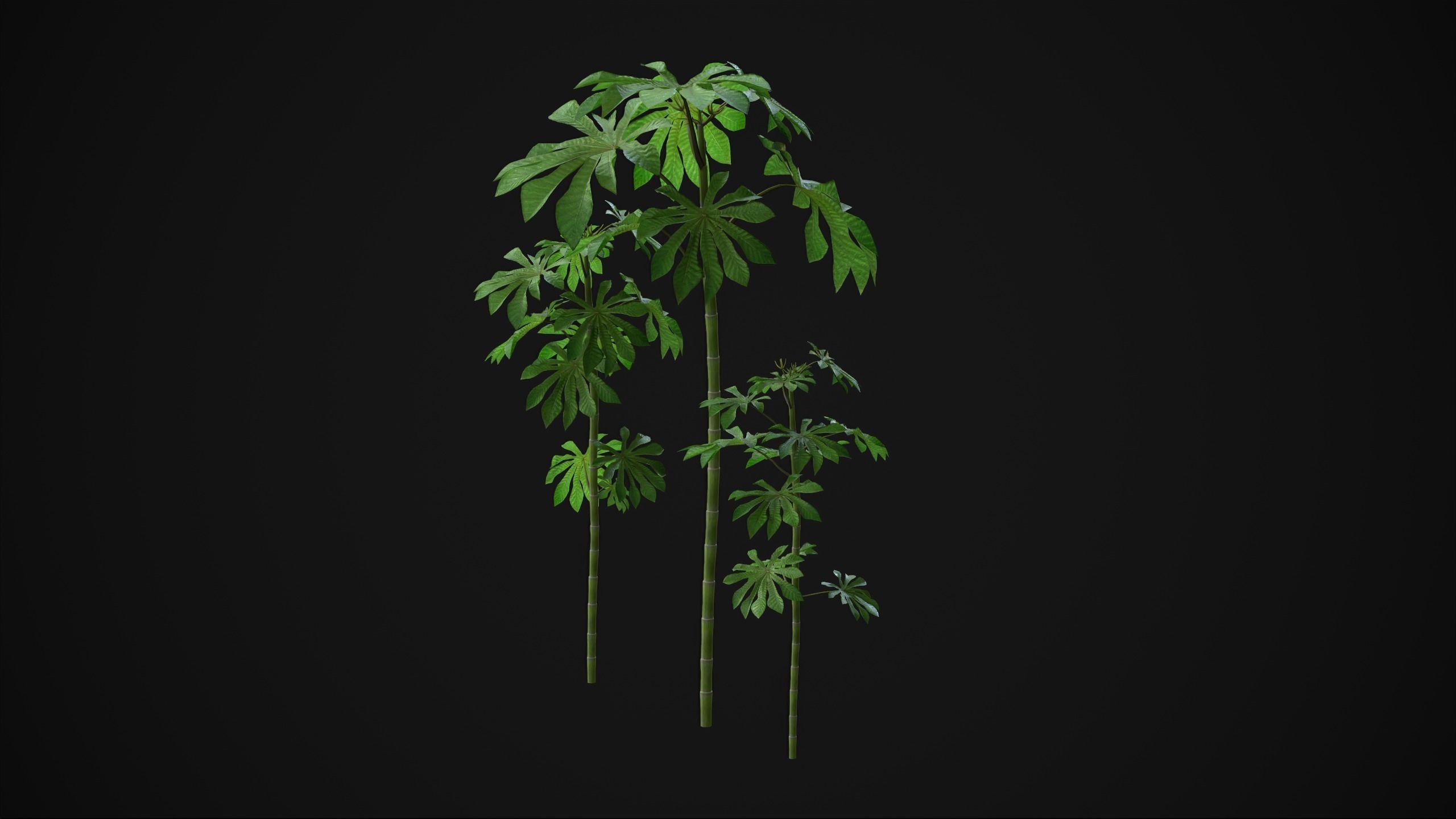 Cecropia Palmata - Grass Low-poly 3D model_18