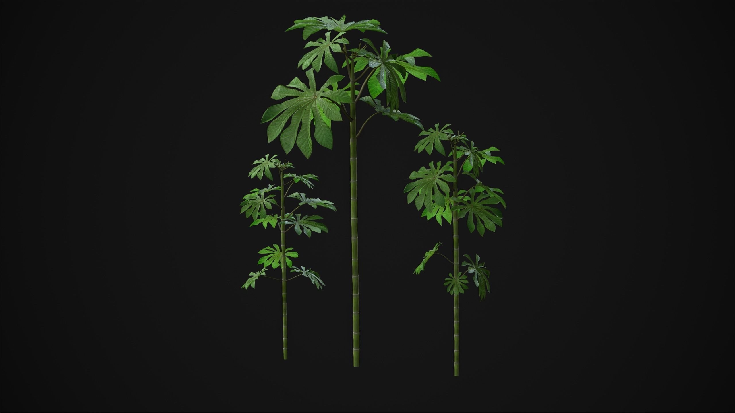 Cecropia Palmata - Grass Low-poly 3D model_10