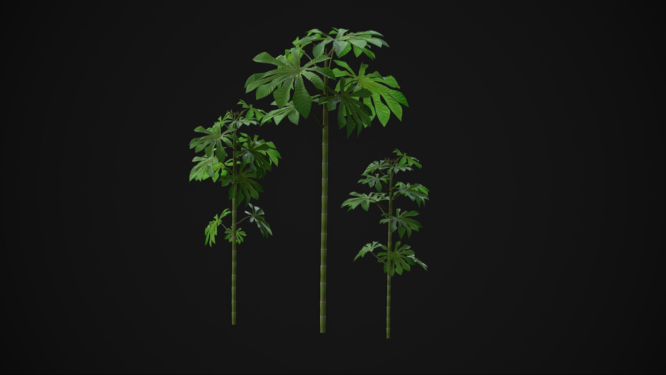 Cecropia Palmata - Grass Low-poly 3D model_20