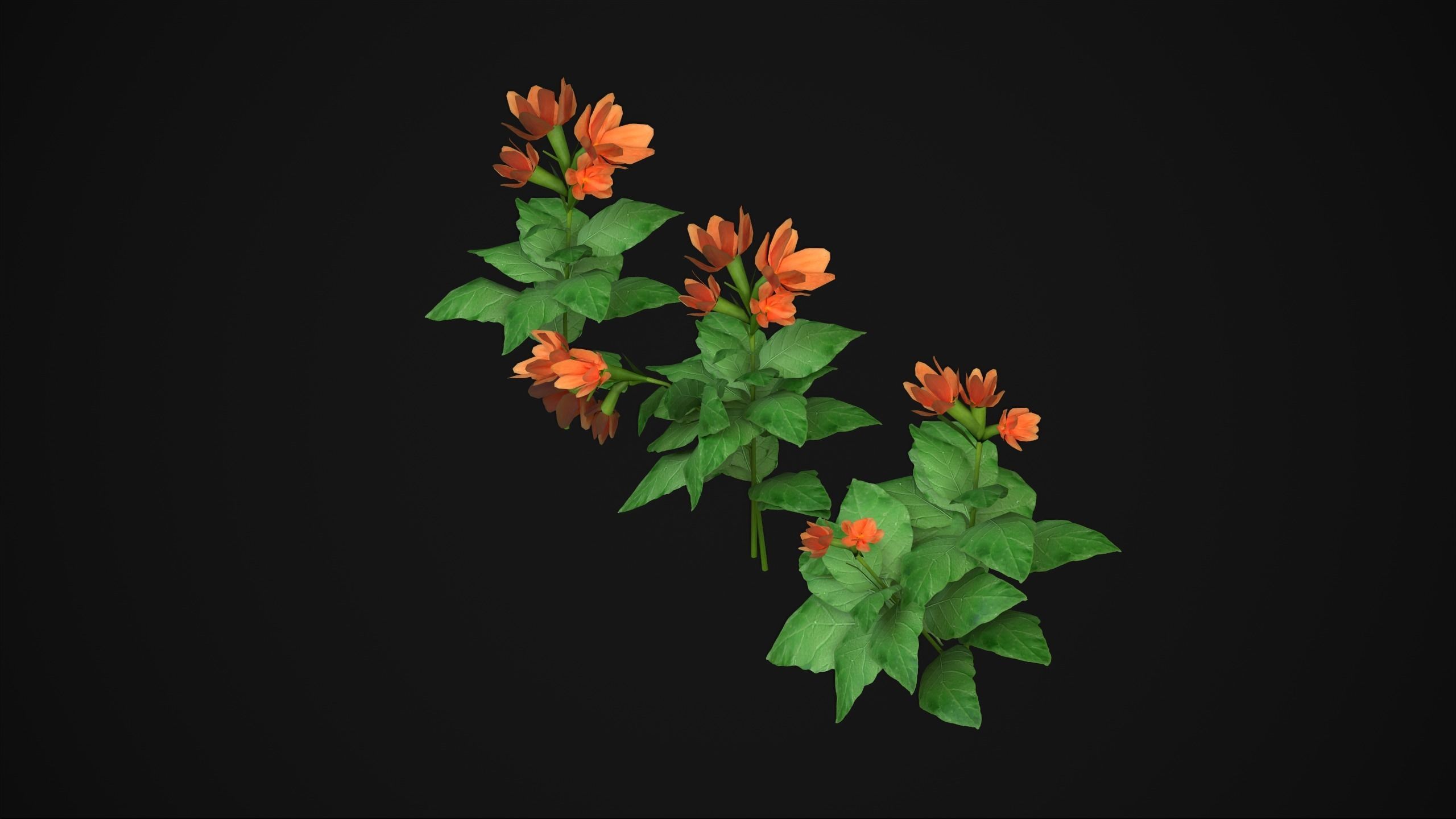 Crossandra Infundibuliformis - Grass 3D model_9