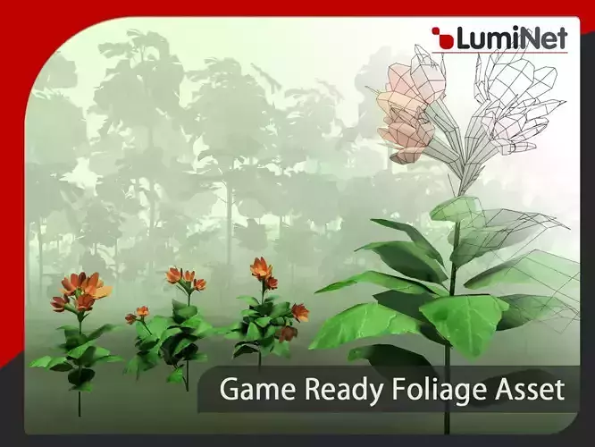 Crossandra Infundibuliformis - Grass