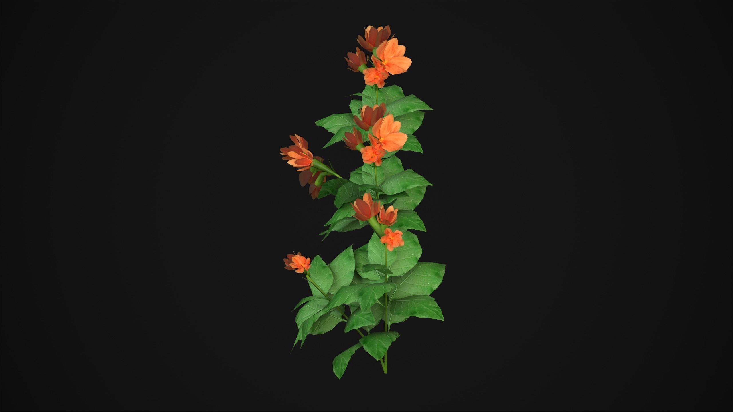 Crossandra Infundibuliformis - Grass 3D model_7