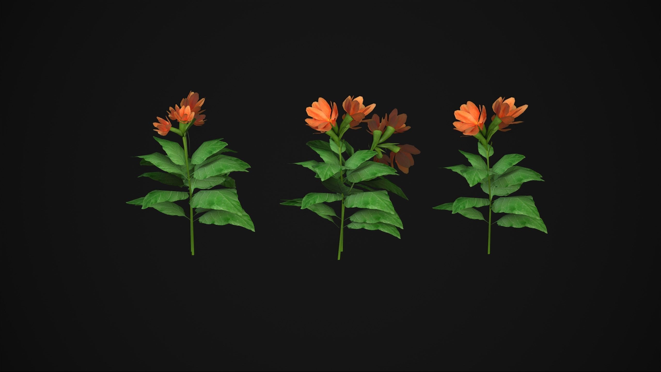Crossandra Infundibuliformis - Grass 3D model_2