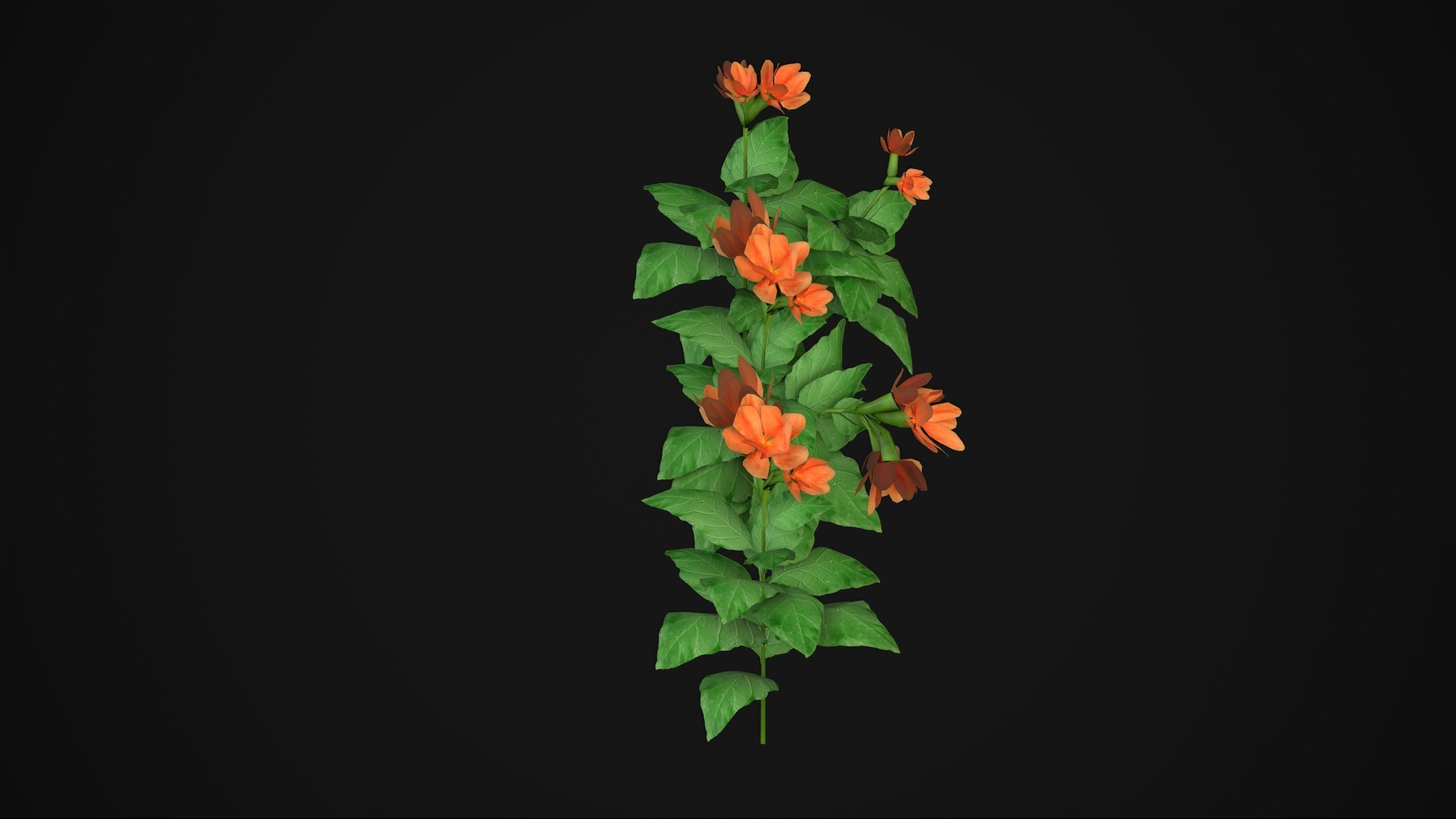 Crossandra Infundibuliformis - Grass 3D model_17