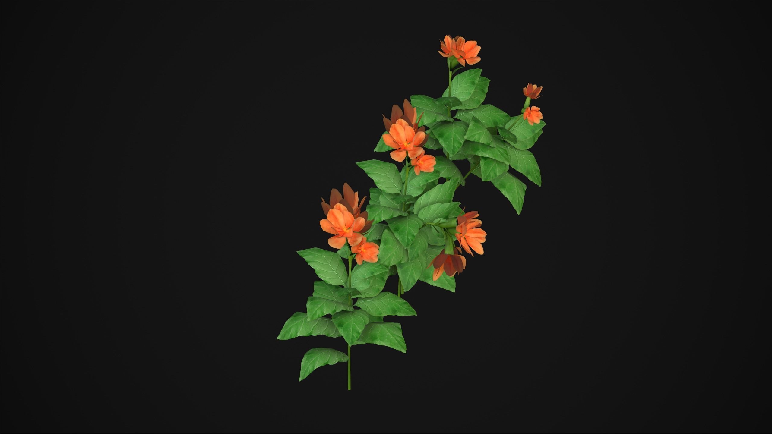 Crossandra Infundibuliformis - Grass 3D model_16