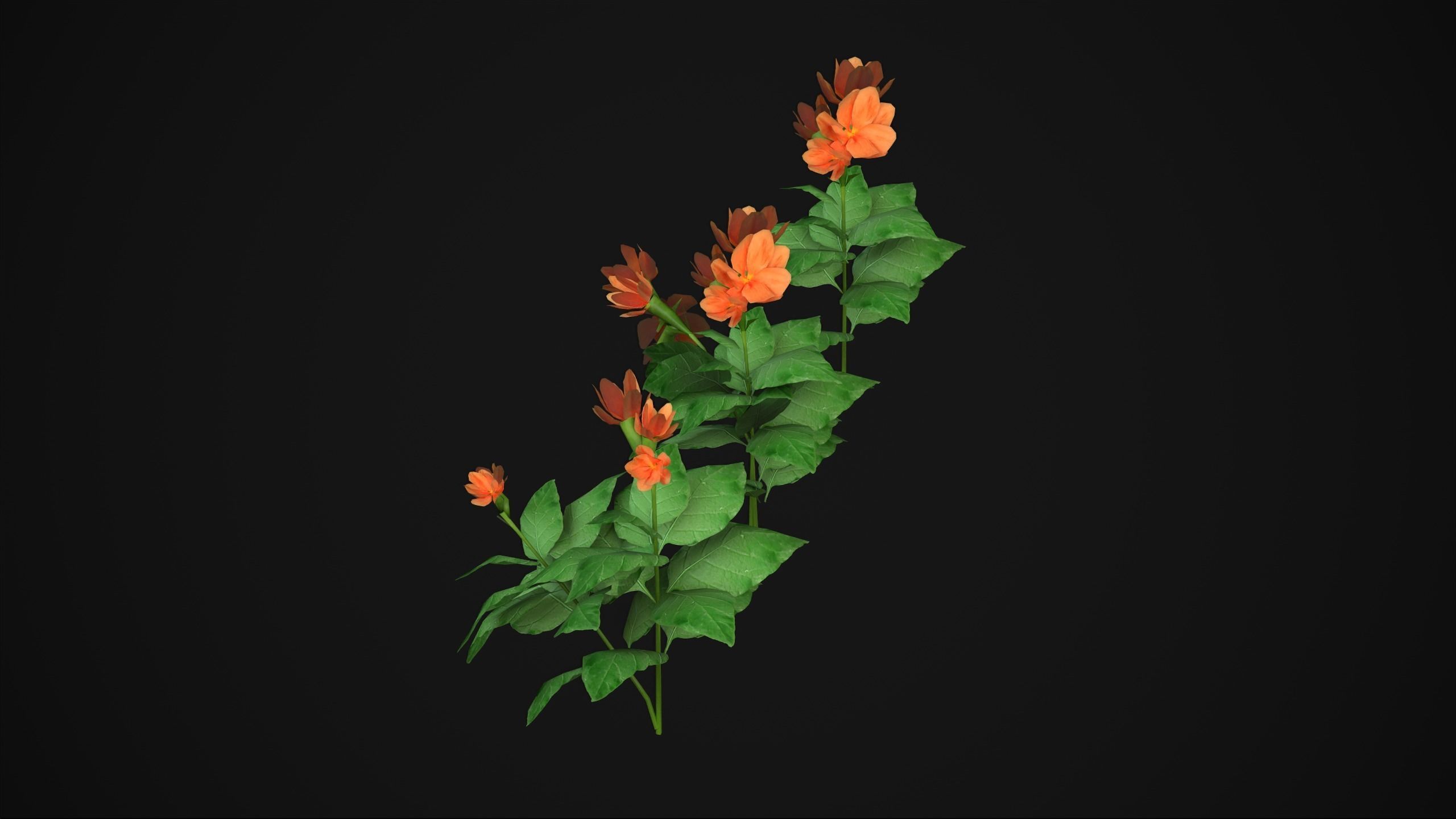 Crossandra Infundibuliformis - Grass 3D model_6