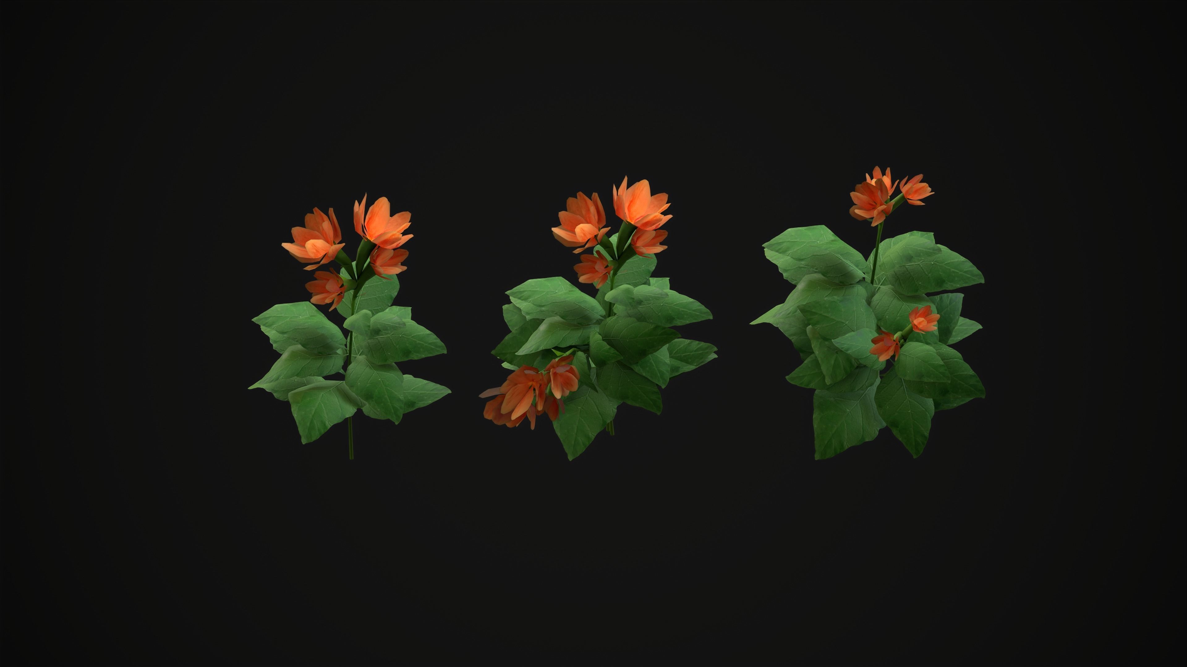Crossandra Infundibuliformis - Grass 3D model_1