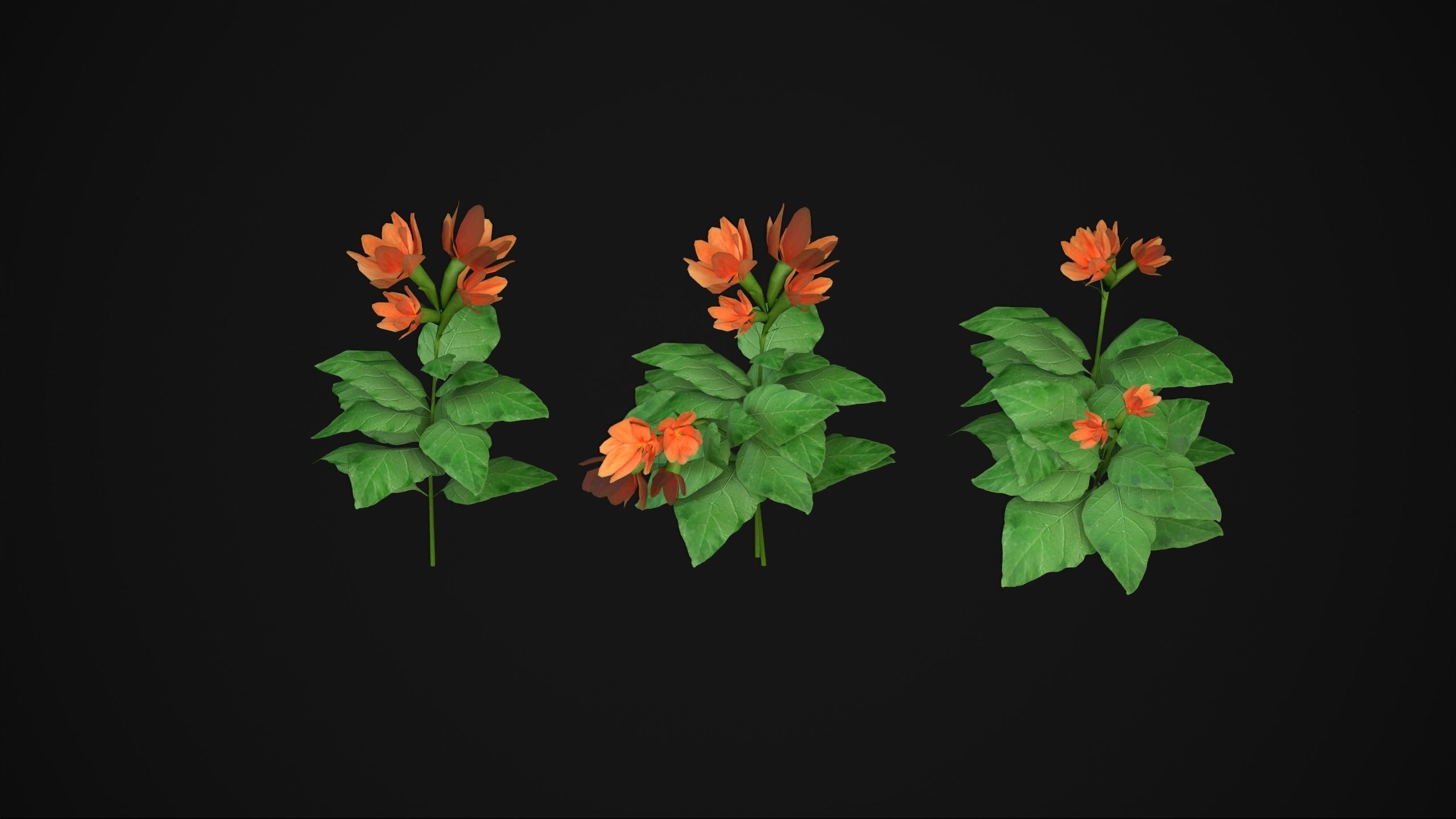 Crossandra Infundibuliformis - Grass 3D model_12