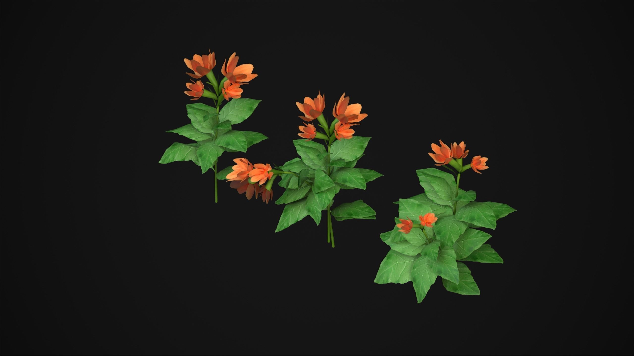 Crossandra Infundibuliformis - Grass 3D model_10