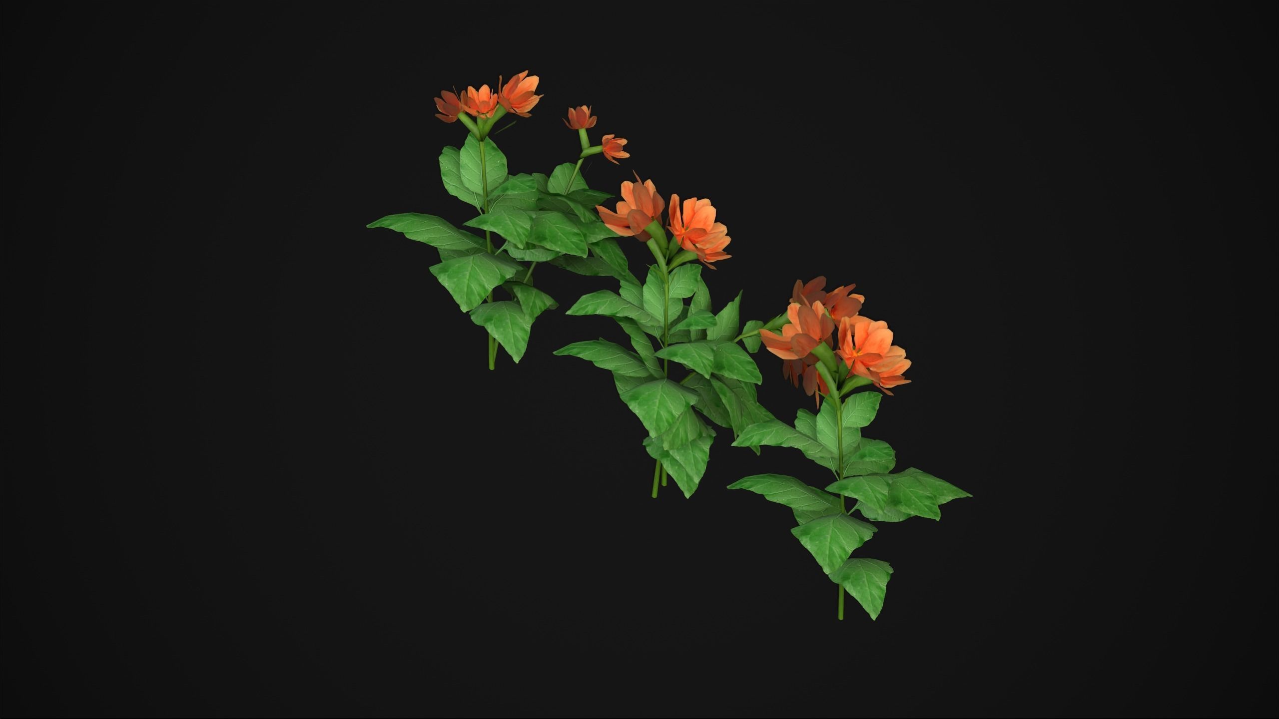 Crossandra Infundibuliformis - Grass 3D model_19