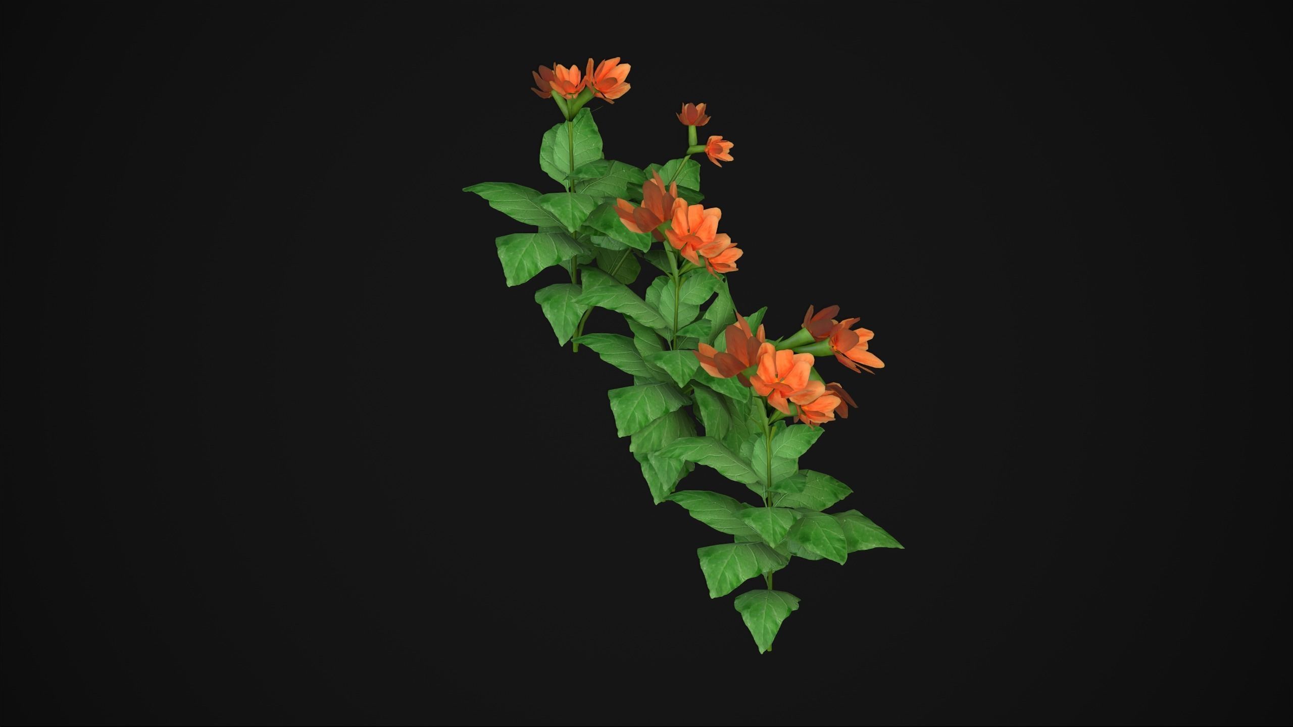 Crossandra Infundibuliformis - Grass 3D model_18