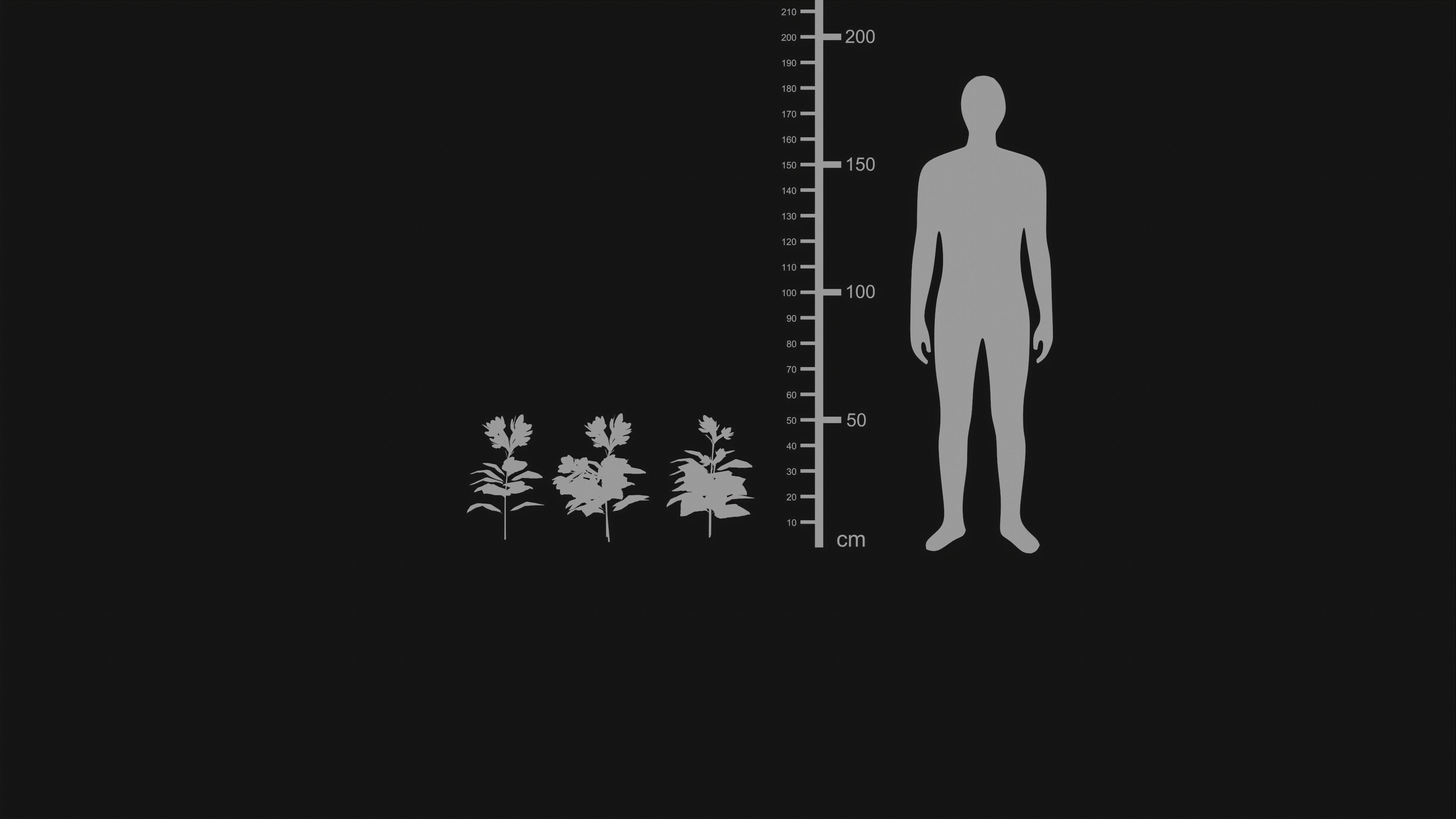 Crossandra Infundibuliformis - Grass 3D model_22