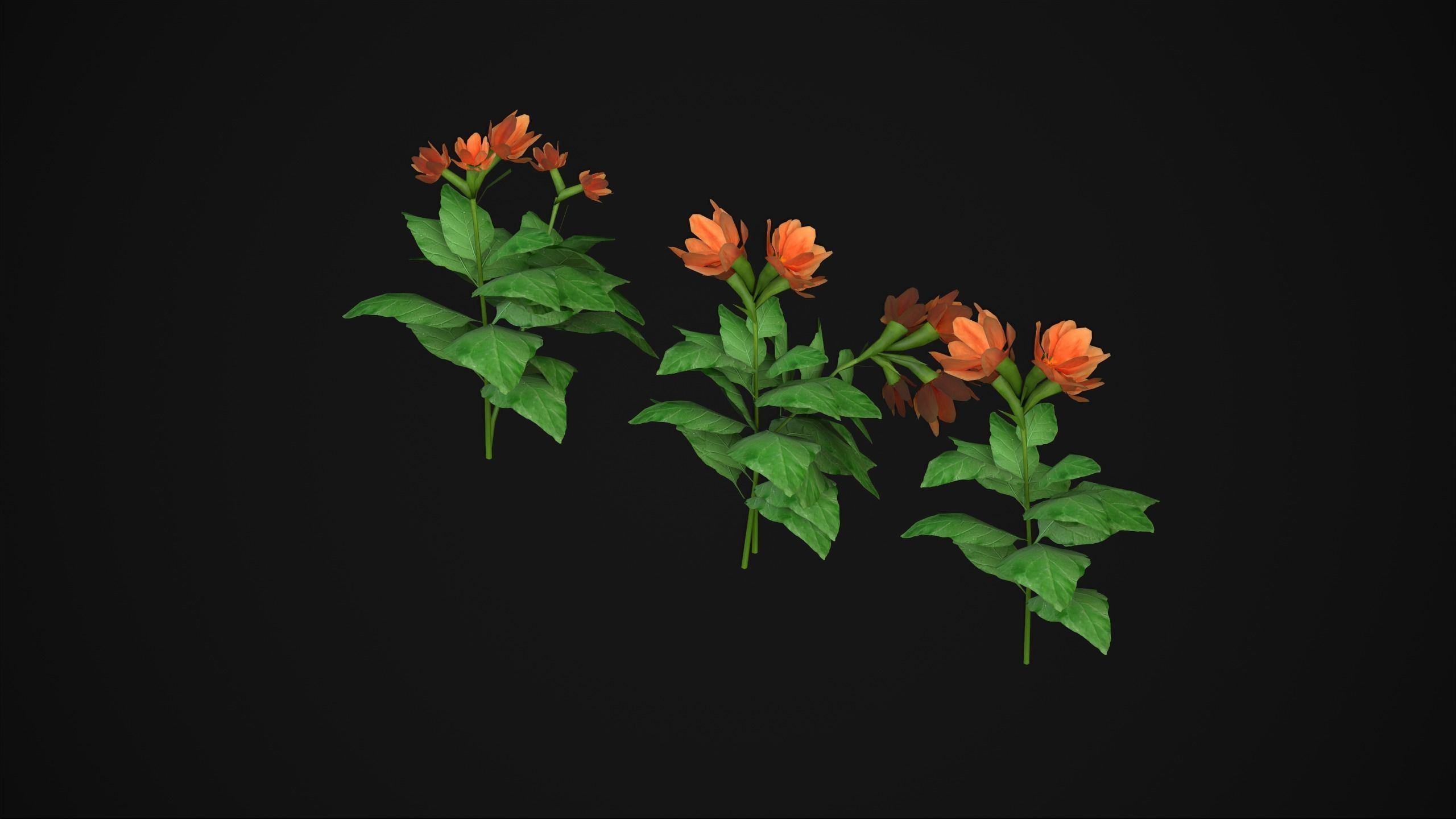 Crossandra Infundibuliformis - Grass 3D model_20