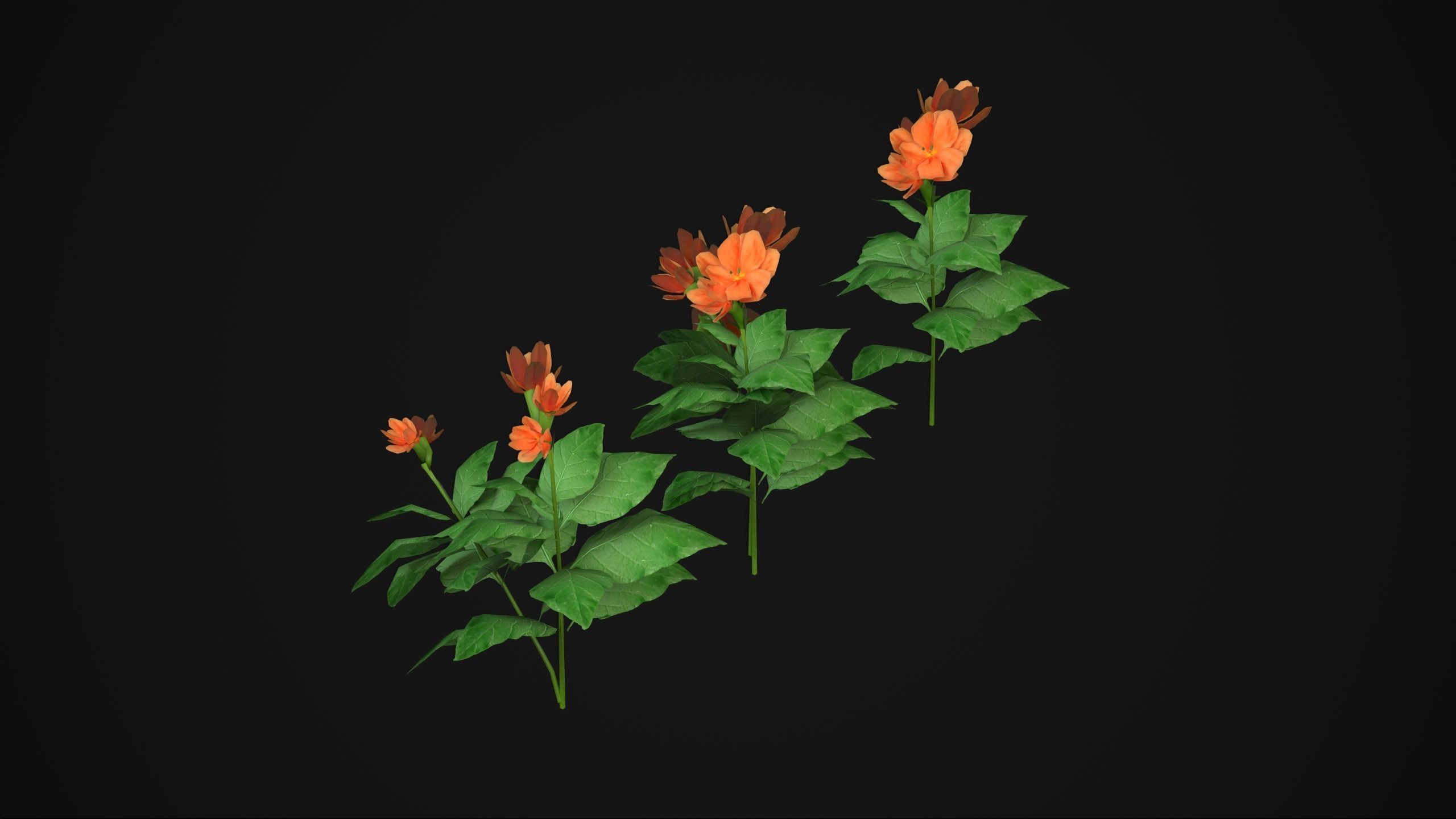 Crossandra Infundibuliformis - Grass 3D model_5