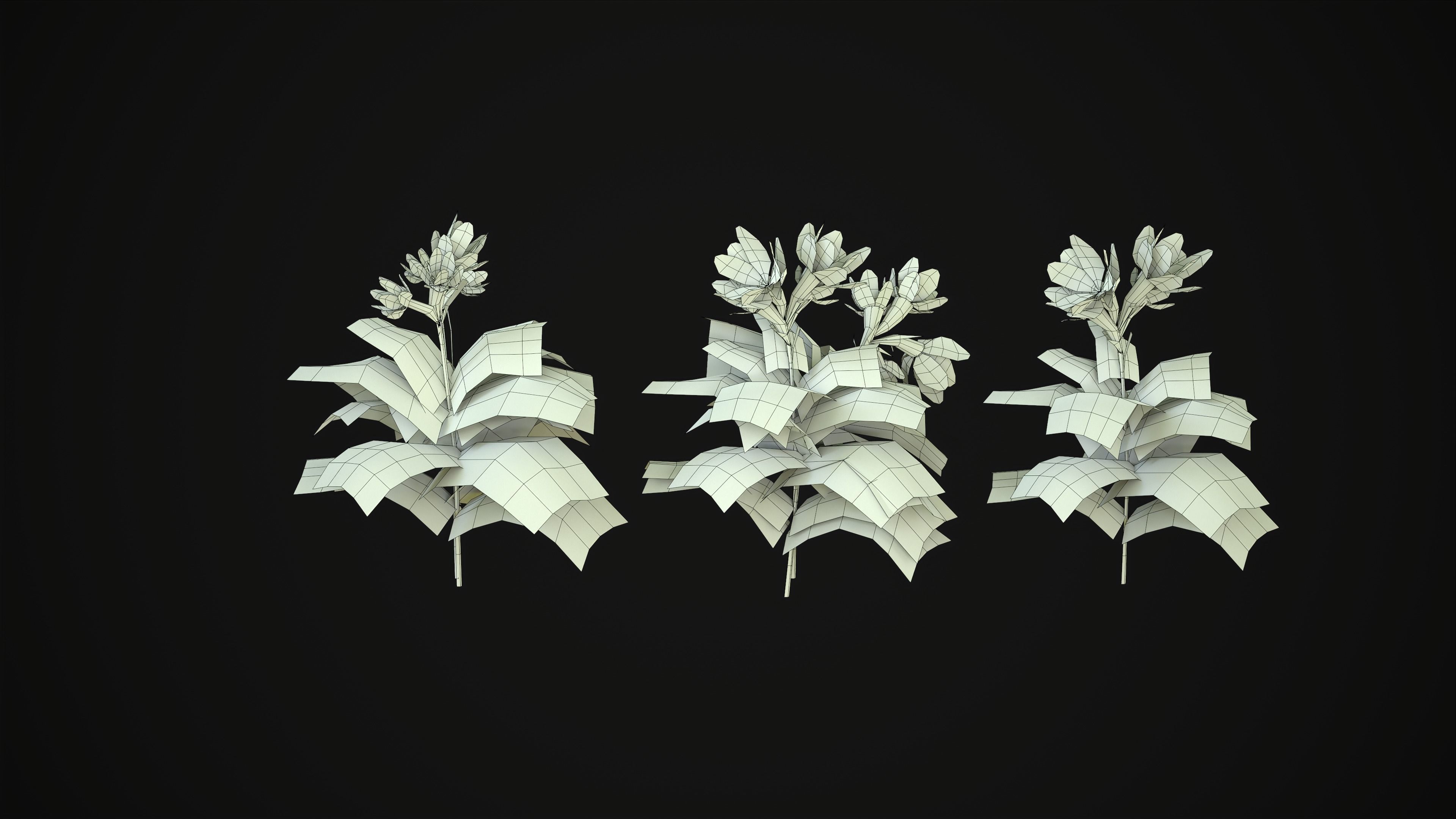 Crossandra Infundibuliformis - Grass 3D model_23