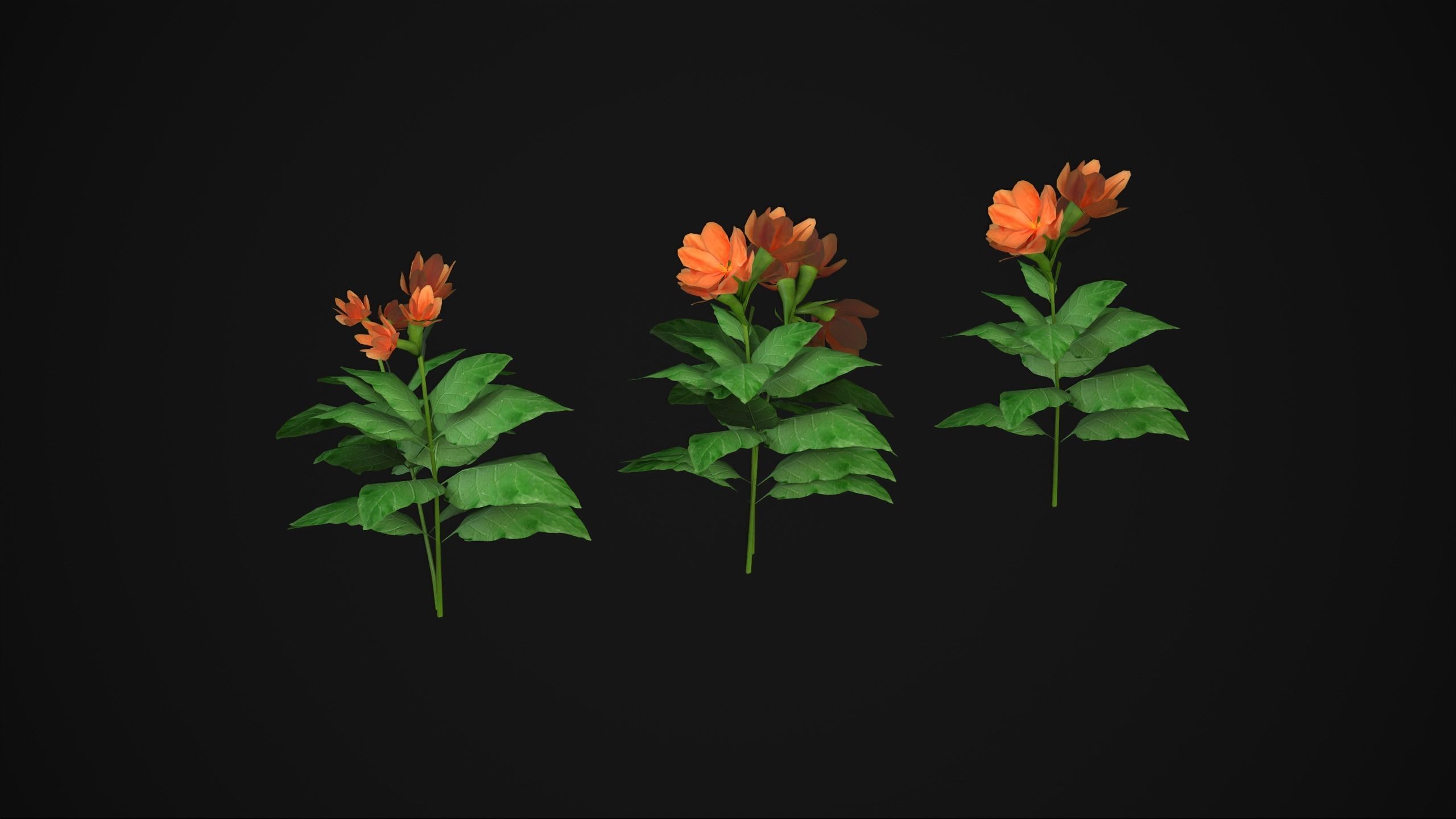 Crossandra Infundibuliformis - Grass 3D model_3