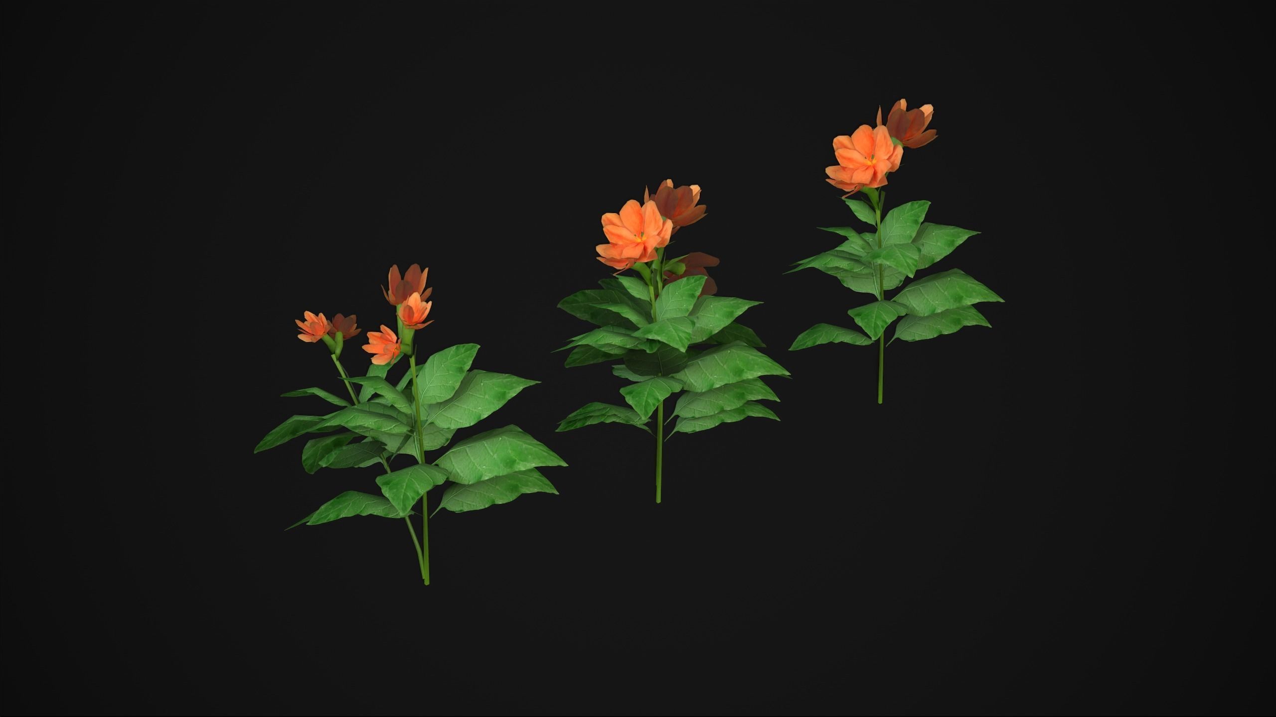 Crossandra Infundibuliformis - Grass 3D model_4