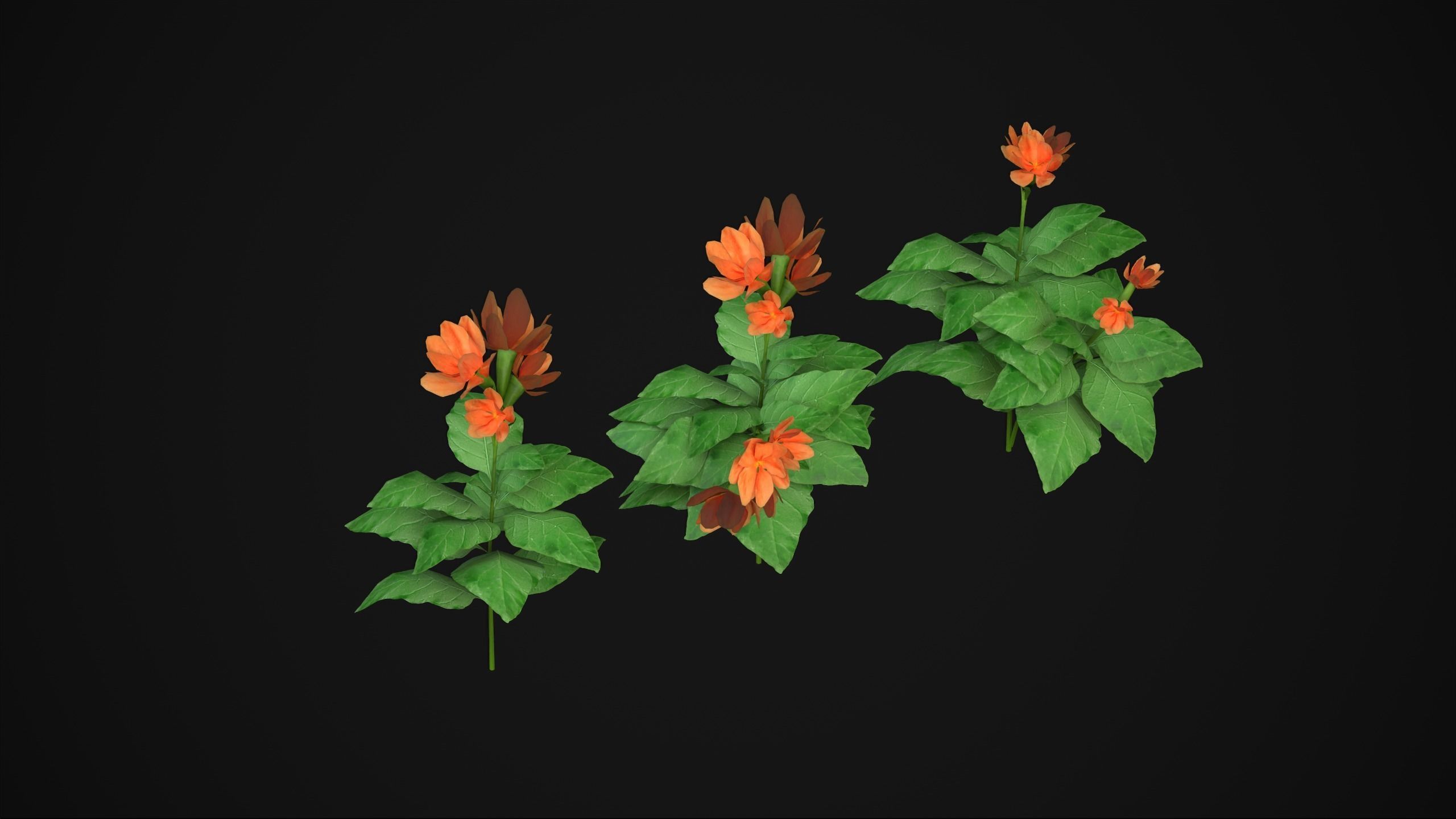 Crossandra Infundibuliformis - Grass 3D model_14