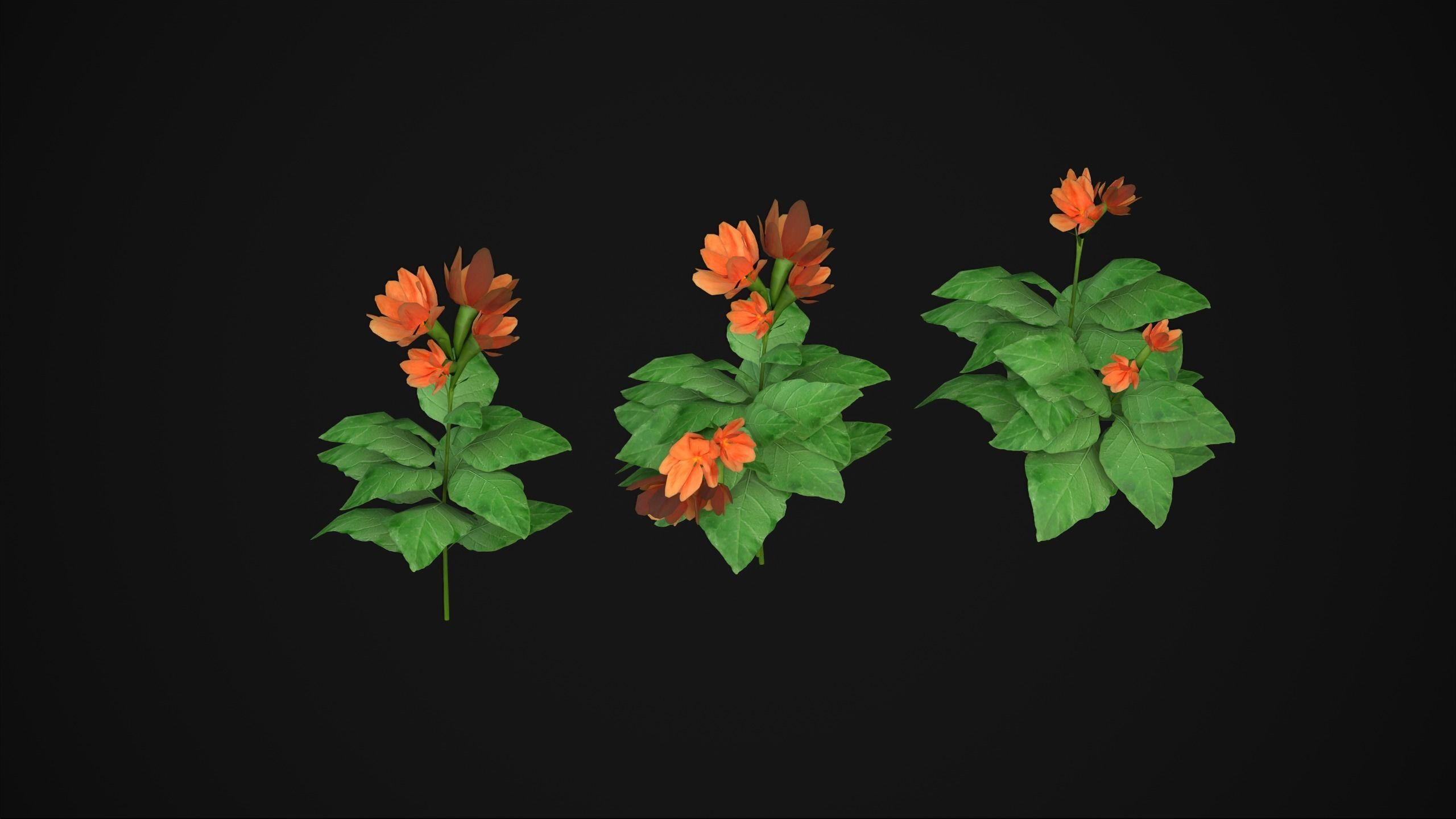 Crossandra Infundibuliformis - Grass 3D model_13