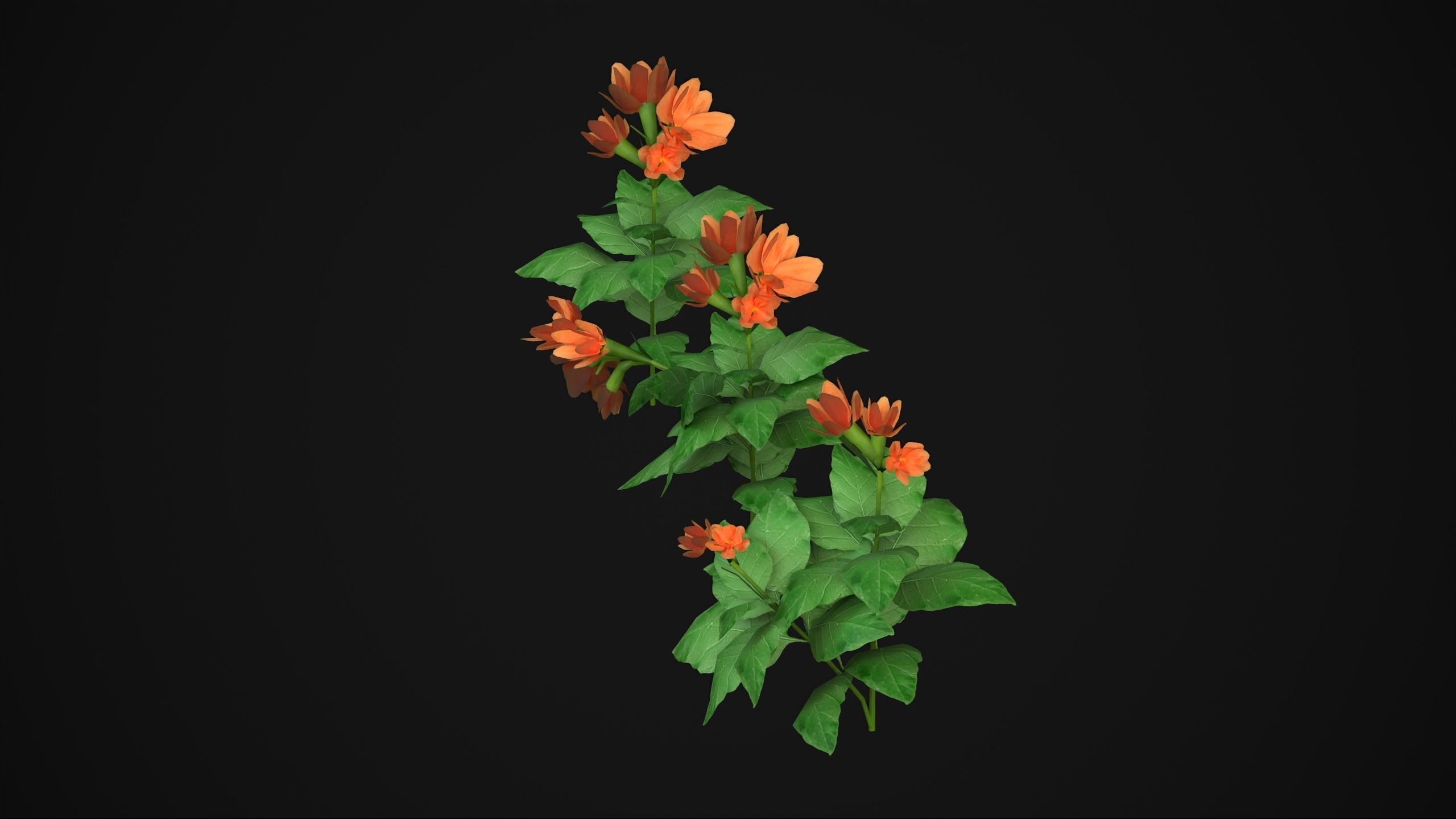 Crossandra Infundibuliformis - Grass 3D model_8