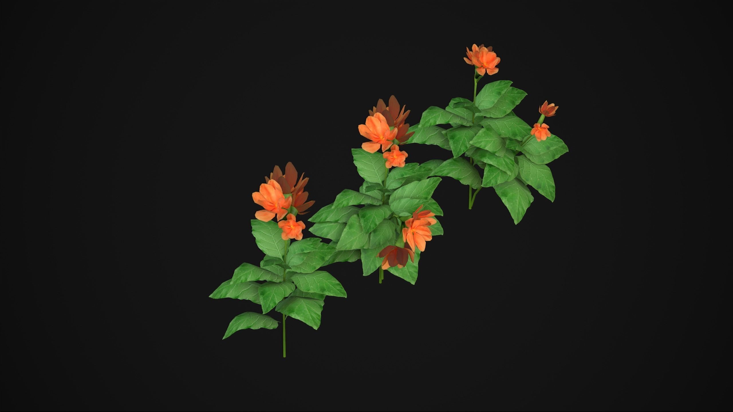 Crossandra Infundibuliformis - Grass 3D model_15