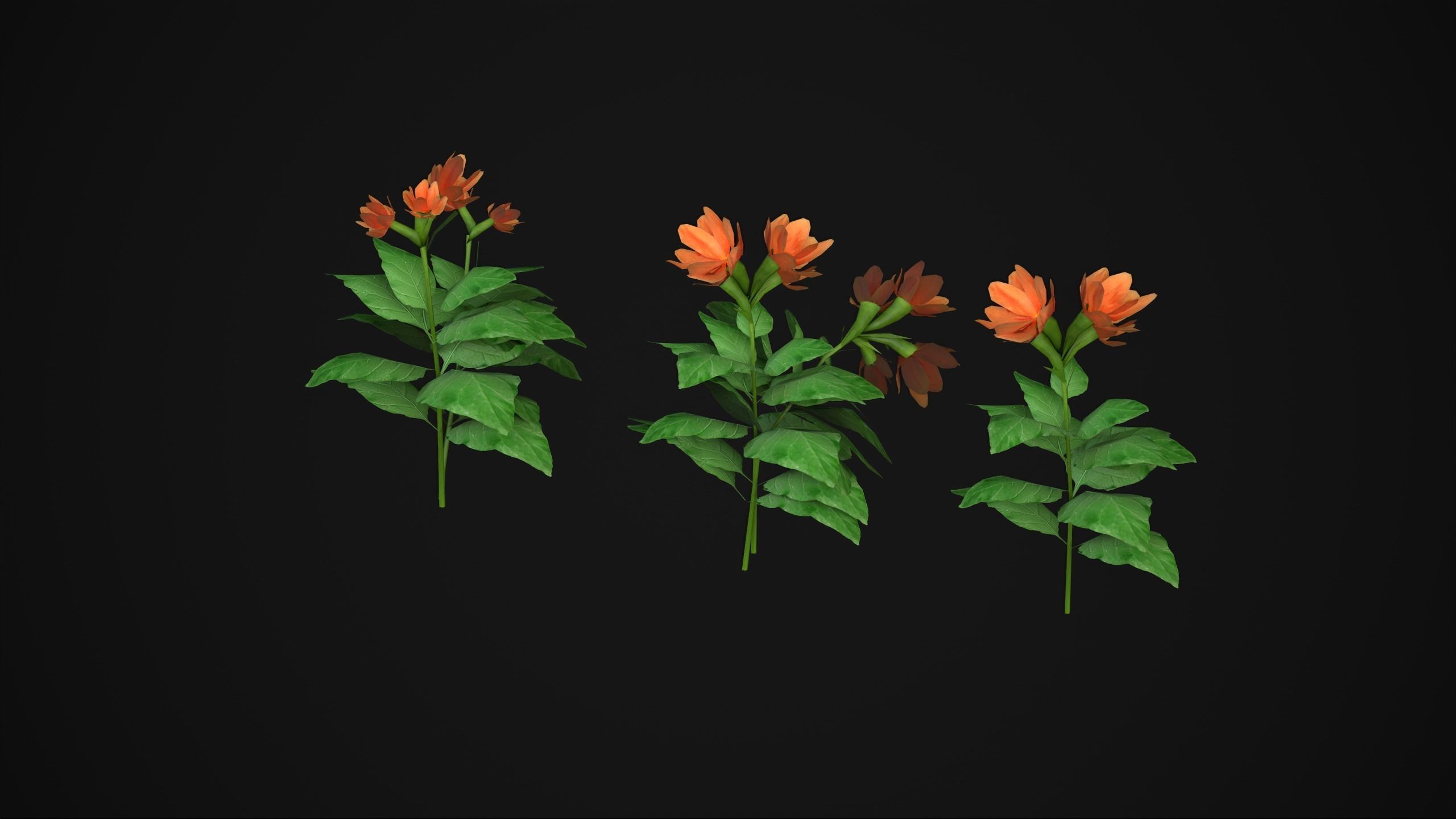 Crossandra Infundibuliformis - Grass 3D model_21