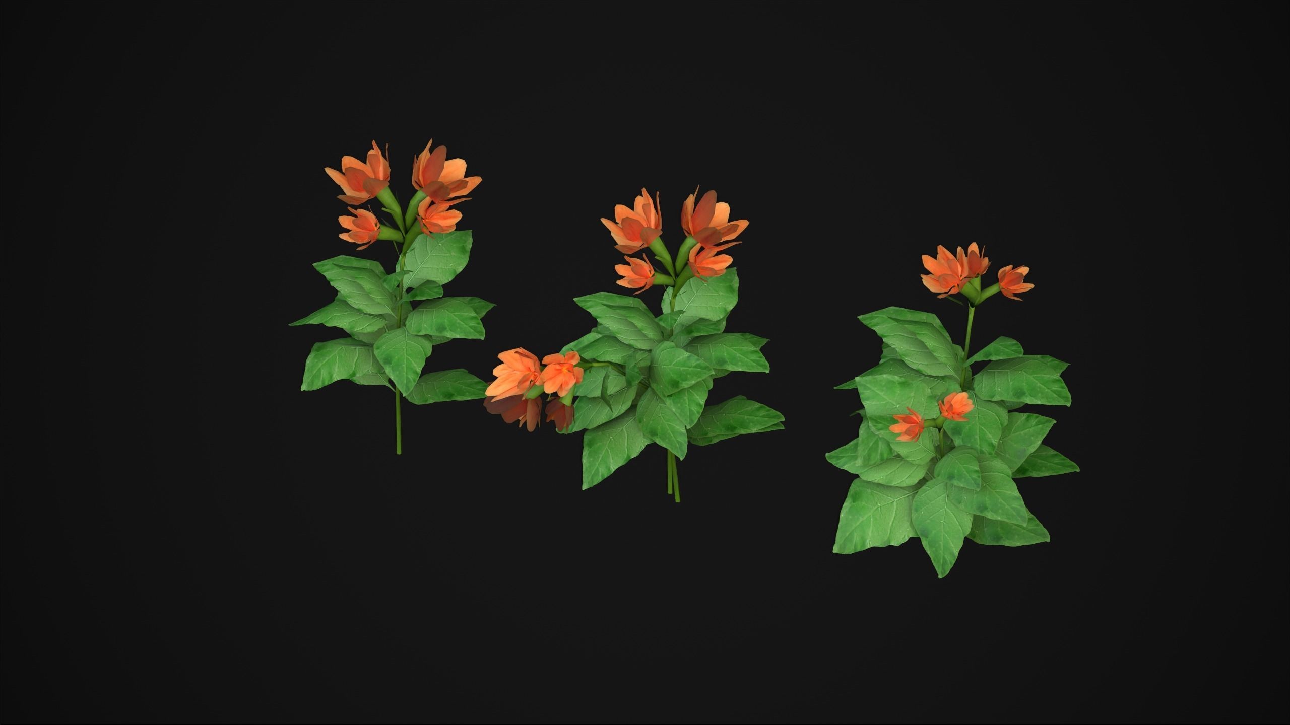 Crossandra Infundibuliformis - Grass 3D model_11