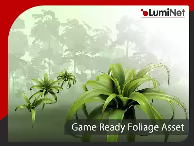 Aloe Vanbalenii Pillans  - Grass