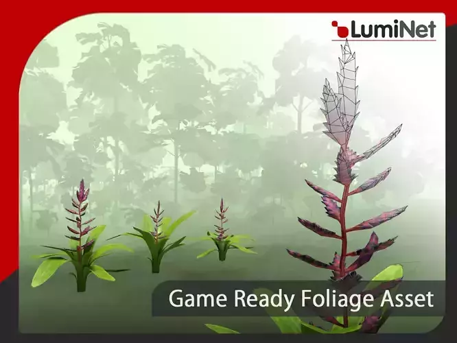 Aechmea Fendleri - Grass