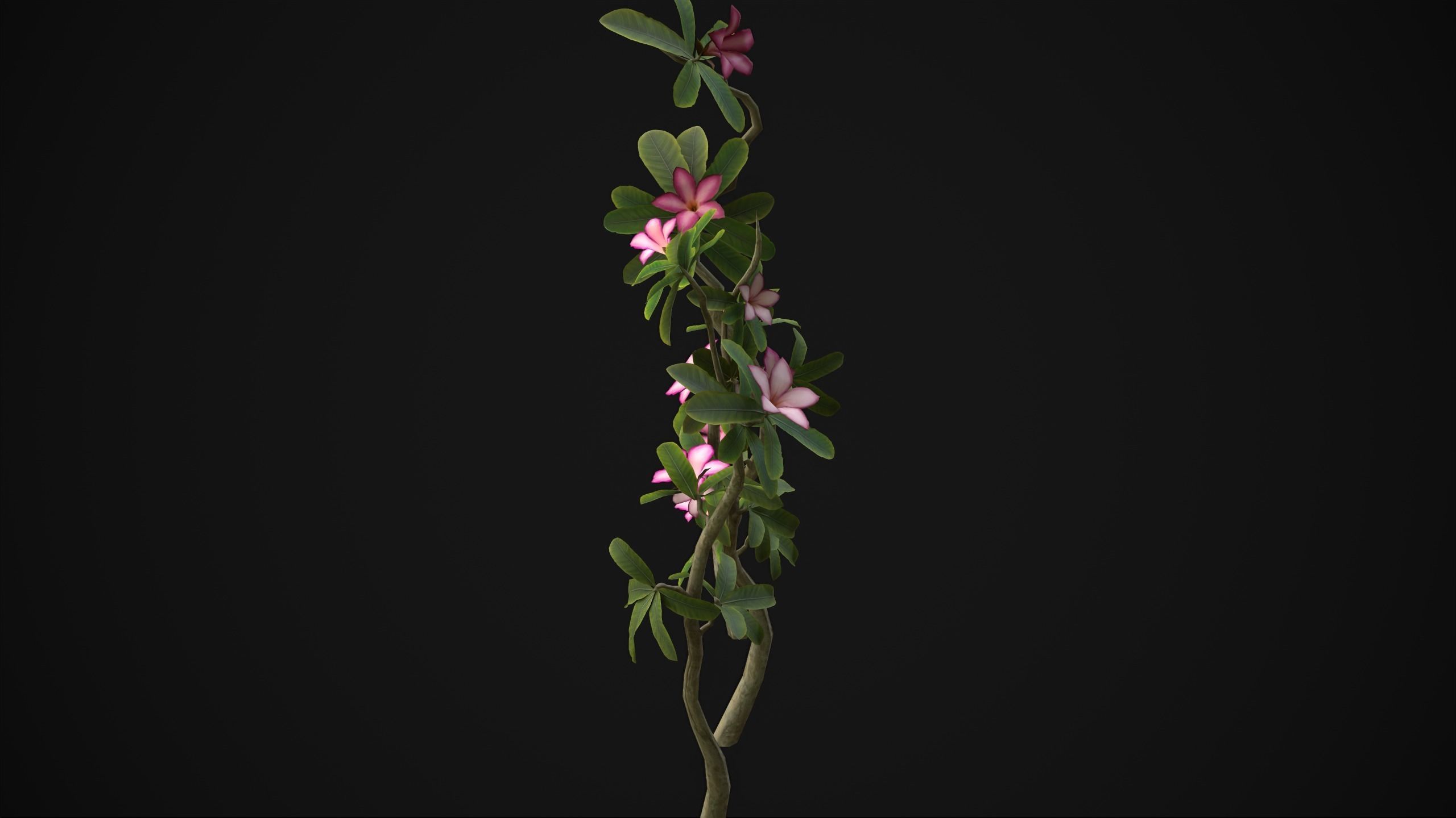 Adenium Multiflorum - Grass Low-poly 3D model_6