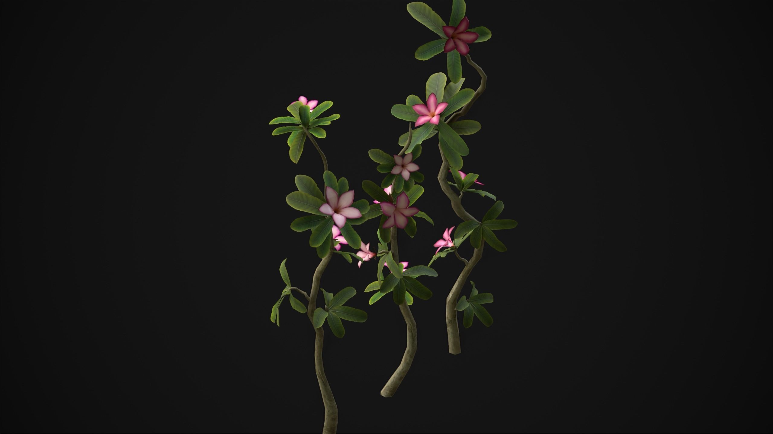 Adenium Multiflorum - Grass Low-poly 3D model_4