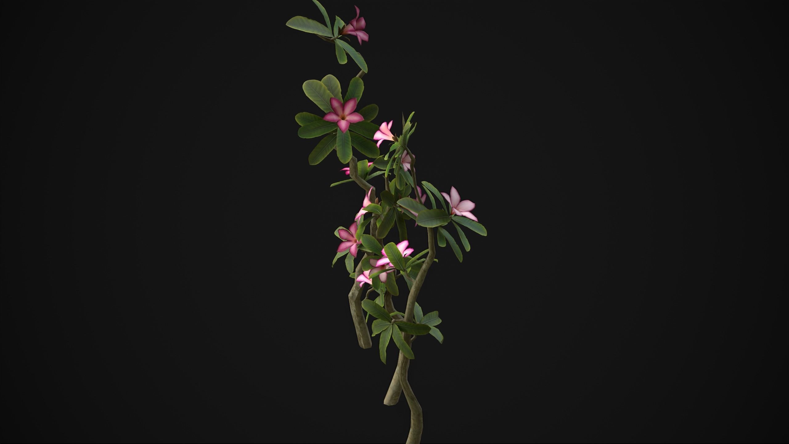 Adenium Multiflorum - Grass Low-poly 3D model_7