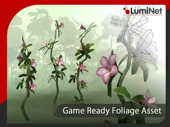 Adenium Multiflorum - Grass